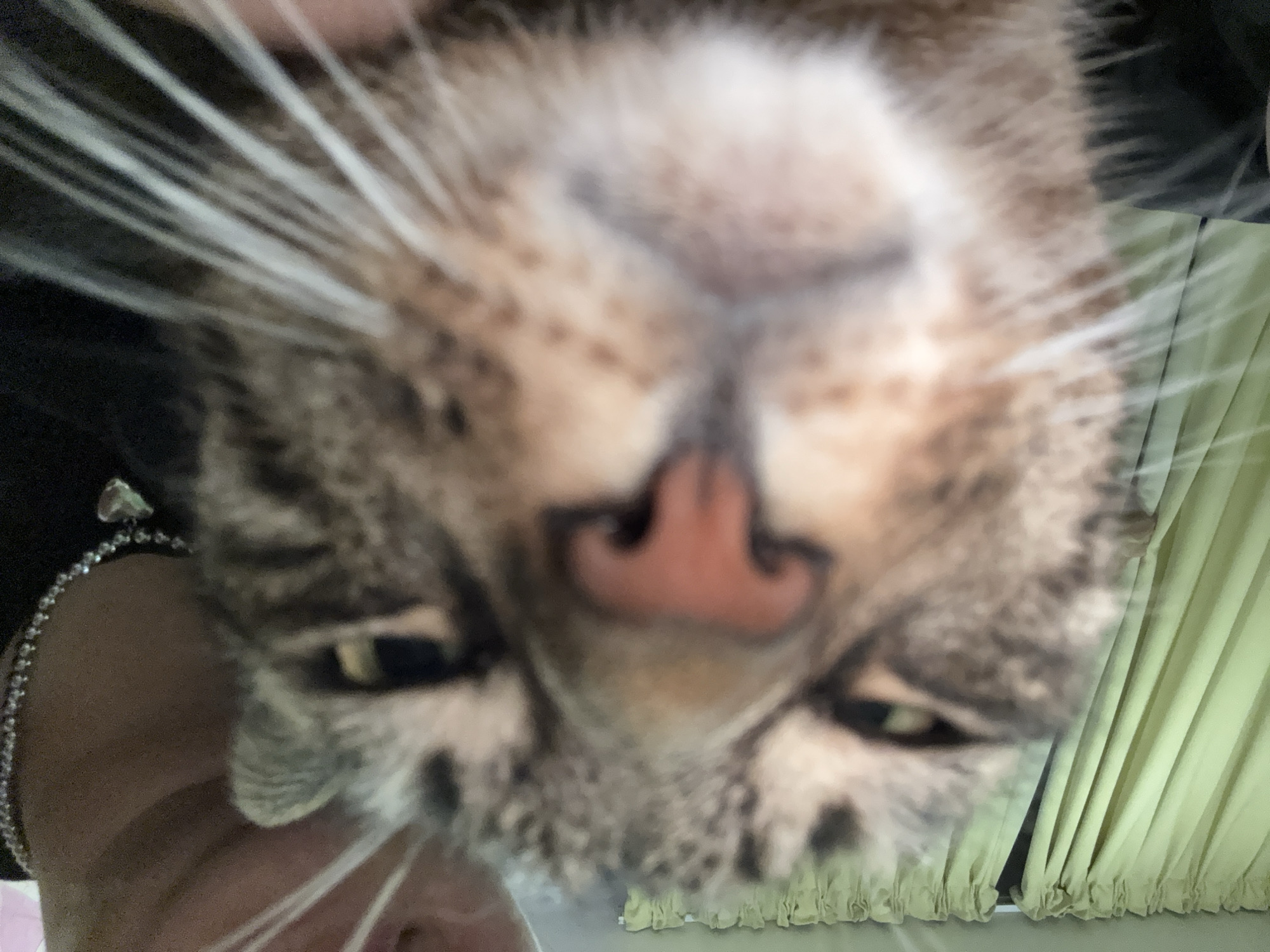 This is a close-up, slightly blurry, indoor, eye-level shot of a tabby cat's face. The cat is positioned very close to the camera, with its nose and whiskers prominently featured and out of focus. The cat's eyes are open and looking towards the camera. In the background, on the left side of the image, there are light green curtains, suggesting an indoor environment. On the right side of the image, the neck and shoulder of a person wearing a black top and a necklace with a heart pendant are visible. The person is holding the cat. There is no indication of the specific location within the city of ЖК «Борисоглебское», Russia, based solely on the visual information in the image.