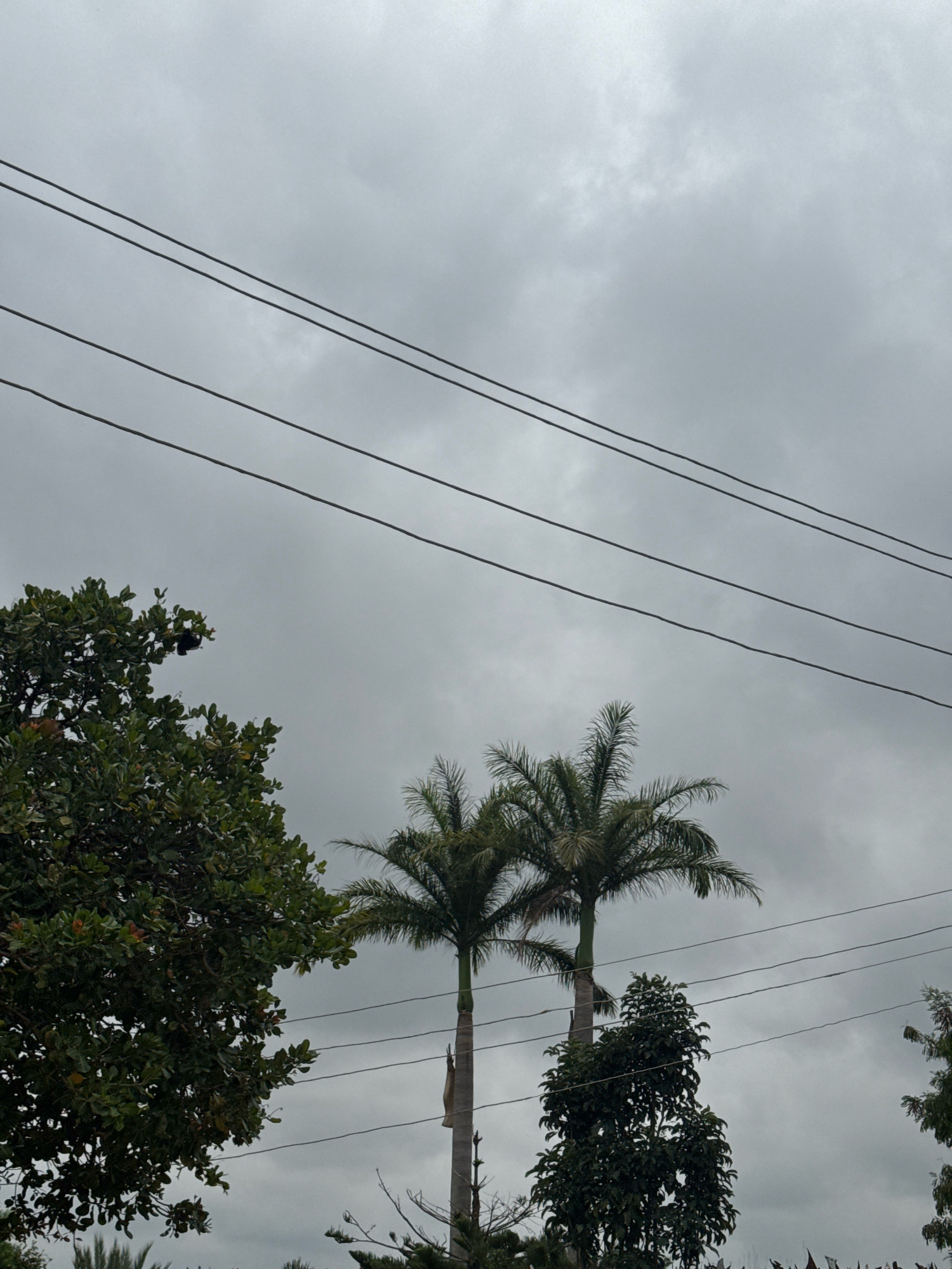 The image captures a portion of the sky with four horizontal wires running across the frame. In the lower half of the image, two palm trees stand tall against a cloudy sky. To the left, a large tree with dense green foliage is visible, and a dark object, possibly a bird or a piece of debris, is suspended from one of its branches. Below the palm trees and further to the right, a smaller, dark green tree stands. The overall atmosphere is overcast, suggesting a cloudy day. The location is identified as Unknown, Unknown.
