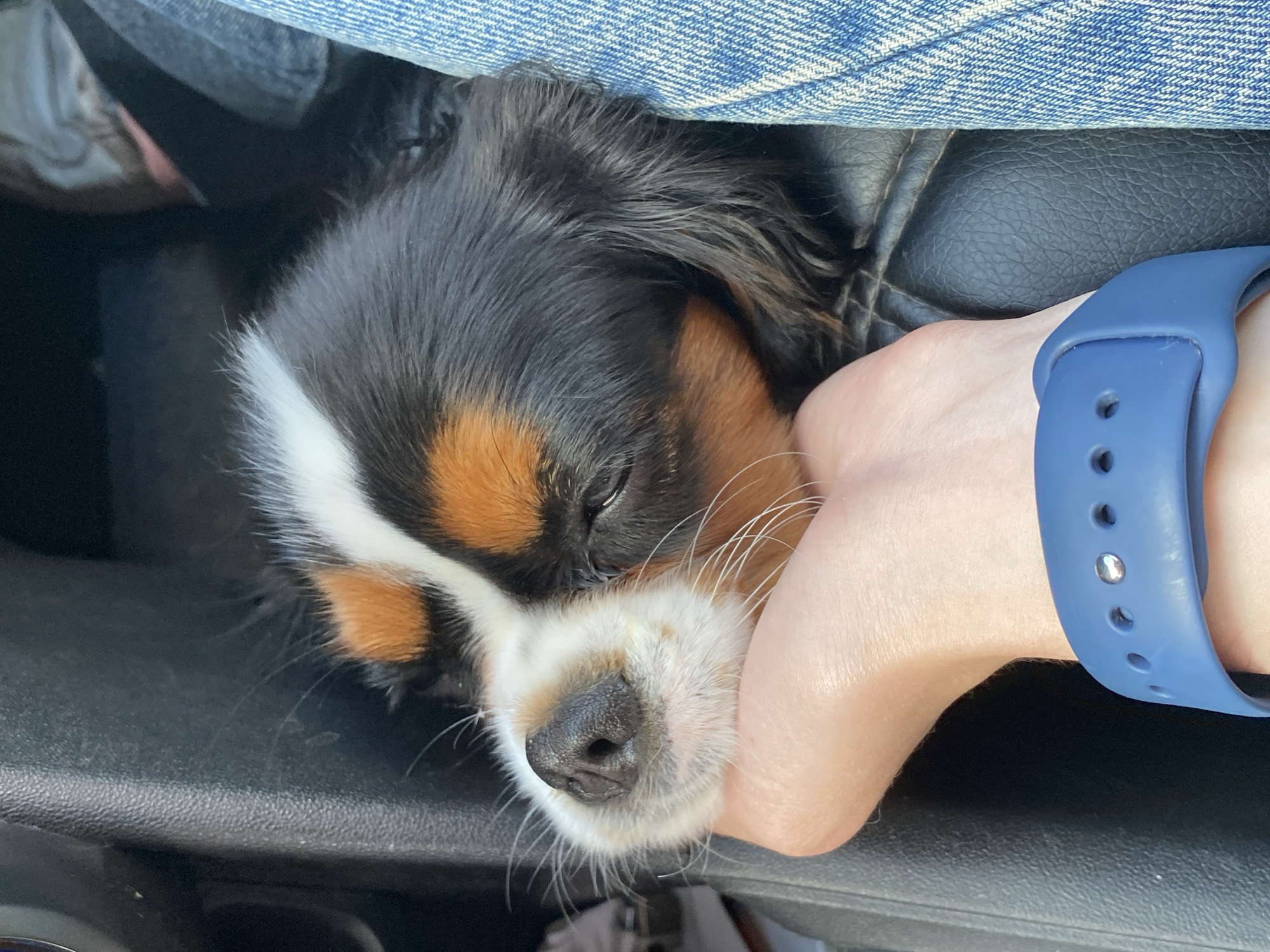 A close-up, eye-level shot shows a black, tan, and white Cavalier King Charles Spaniel puppy resting its head on a person's hand in the driver's side of a vehicle. The puppy's eyes are closed, suggesting it is sleeping. The person's hand, adorned with a blue smartwatch, is supporting the puppy's head. The vehicle's interior is visible, with a black, textured surface on the left and a person wearing blue jeans on the right. The lighting suggests it is daytime. No specific landmarks of Votkinsk, Russia, are identifiable within the image.