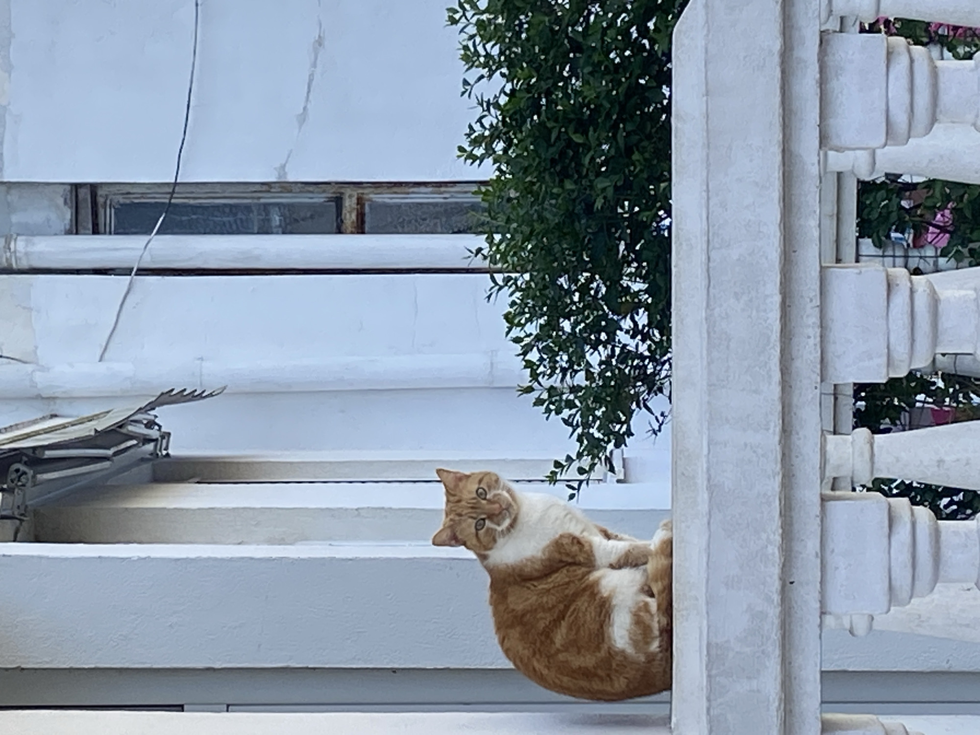 An outdoor scene in Budva, Montenegro, features an orange and white bicolored cat seated on a light-colored, textured balcony balustrade. The cat is positioned in the mid-ground, slightly left of center, facing forward and looking directly at the viewer. Its fur is predominantly orange-ginger, with distinct white markings on its chest, muzzle, and paws. The balustrade, made of light-colored material, possibly concrete or stone, extends across the lower portion of the frame, featuring ornate balusters below the top rail.
Behind the cat, a light-colored building wall, likely off-white or pale blue, shows signs of weathering. To the left, a vertical architectural column is visible. Above the cat, a partially retracted metallic awning structure is attached to the building. To the right of the cat, a dense green bush with small leaves grows, reaching above the balustrade. Further right, a narrow, tall window with dark, possibly rusted, framing is set into the wall, with a vertical light-colored pipe running nearby. Thin, dark wires are visible horizontally across the upper right background. The scene is illuminated by bright daylight.
