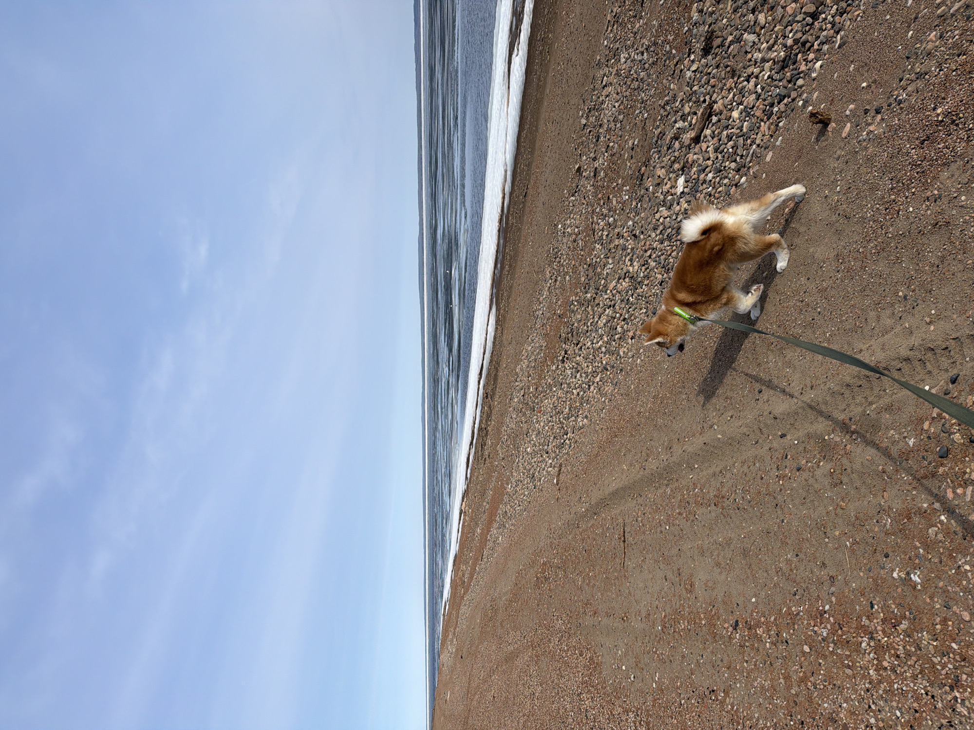 On a beach in Chaikovsky, Russia, a Shiba Inu dog wearing a green collar is on a leash. The dog is standing on a shoreline that features a mixture of sand and small pebbles. To the left of the shoreline is water, partially covered with ice. The sky is blue with few clouds. The camera is positioned at an angle looking down at the scene.