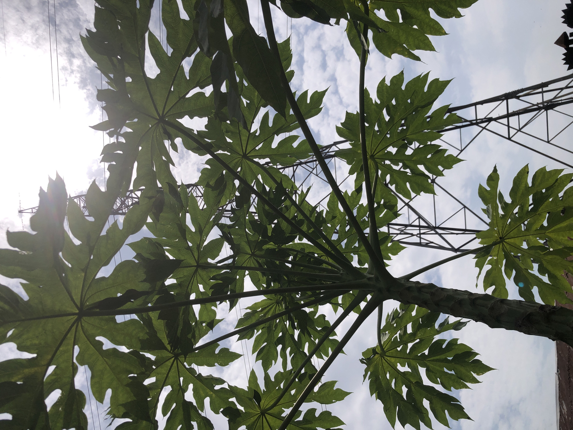 A low-angle shot captures the large, green, palmate leaves of a papaya tree reaching towards a bright sky with scattered clouds. The sun is high, creating lens flare and a bright, almost washed-out effect in the upper portion of the image. Behind the leaves, the dark, angular structure of a pylon or transmission tower is visible, along with thin electrical wires. The trunk of the papaya tree is thick and textured, with a rough bark. In the lower left corner, a sliver of a reddish-brown, corrugated roof is visible, suggesting a rooftop or elevated perspective within the city of Ado, Nigeria. The scene is an outdoor environment, likely a residential or semi-urban area given the presence of the tree and the pylon. No people are present in the frame.