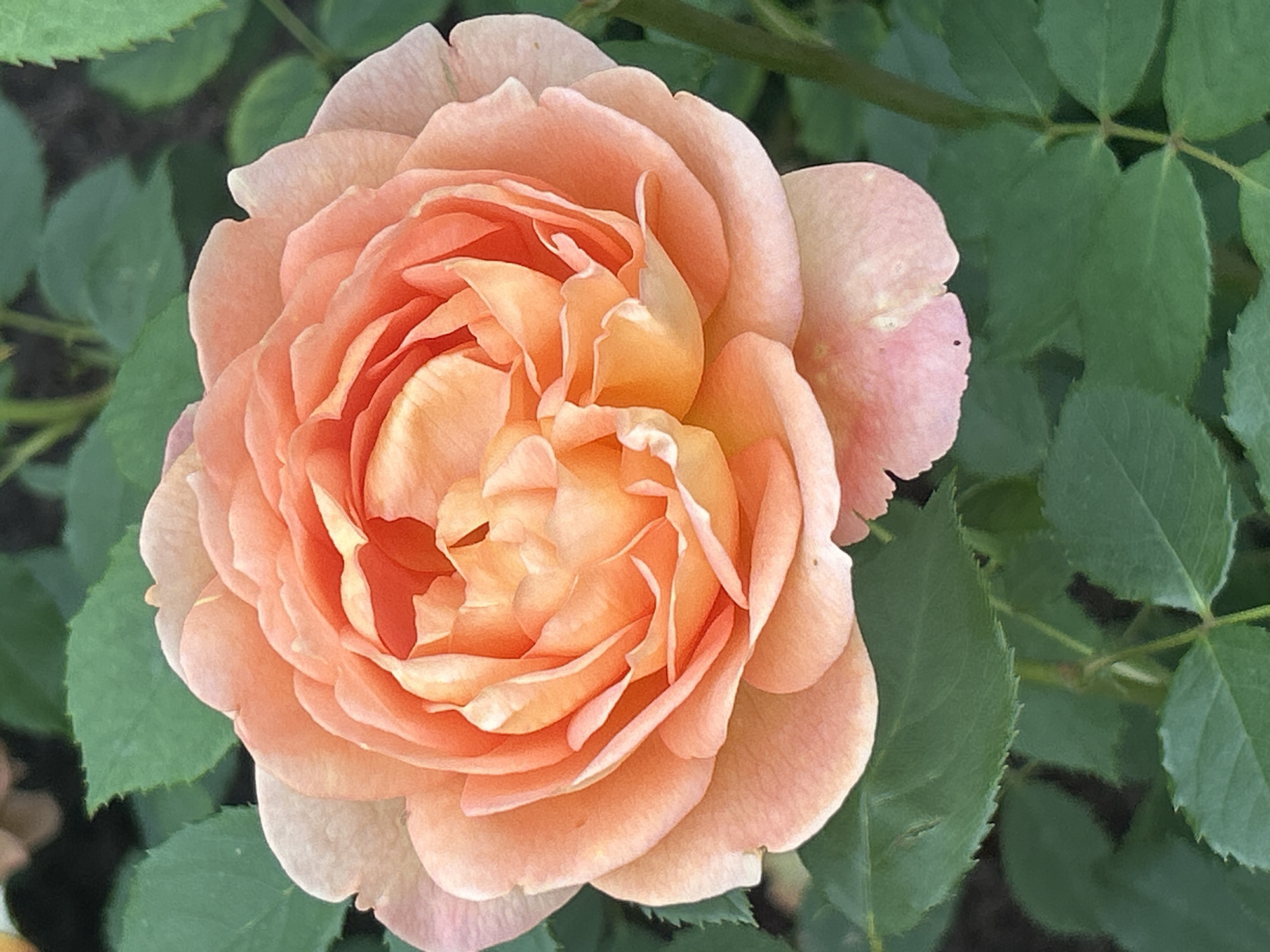 A close-up, vertical, eye-level shot shows an open peach-colored rose in full bloom. The petals are tightly packed and layered, with ruffled edges. The center of the rose has a more intense, vibrant orange hue, transitioning to a lighter peach towards the outer petals. Subtle pink undertones are visible on some of the outermost petals. The rose is surrounded by dark green, serrated leaves, some of which are slightly out of focus in the background. The lighting suggests an outdoor setting, possibly a garden, with soft, natural light illuminating the flower. The overall impression is one of delicate beauty and natural abundance. This image was taken in Mount Royal, Canada.