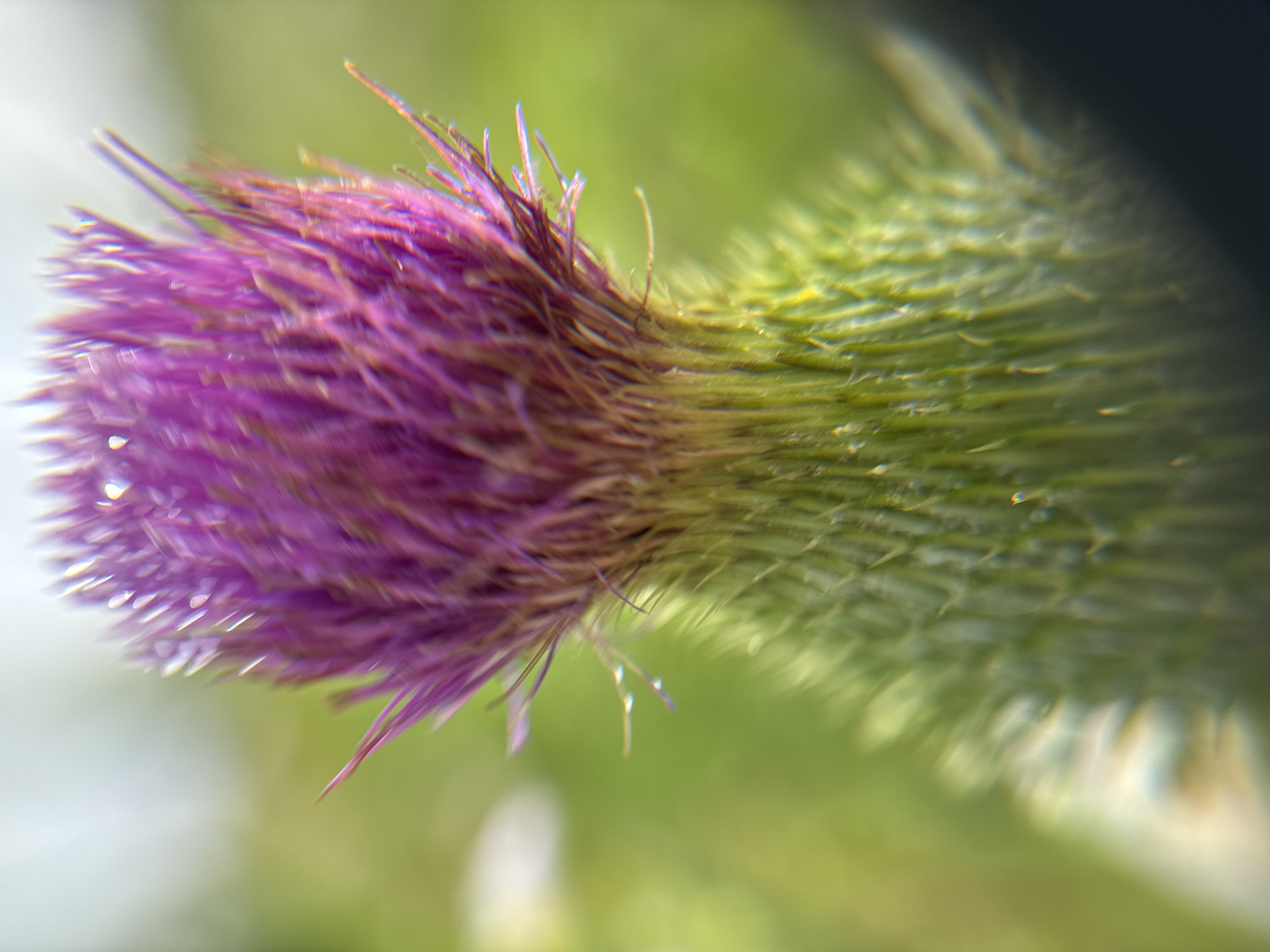 A close-up, macro photograph captures the top portion of a thistle flower and its spiky green bud. The flower is a vibrant purple, with thin, delicate petals that appear feathery and somewhat blurred, suggesting movement or a shallow depth of field. The bud beneath is a bright green, covered in sharp, pointed bracts that are also slightly out of focus. The background is a soft, blurred wash of green, indicating a natural, outdoor setting. The lighting is bright, highlighting the textures and colors of the thistle. There are no people or discernible structures visible in the image.