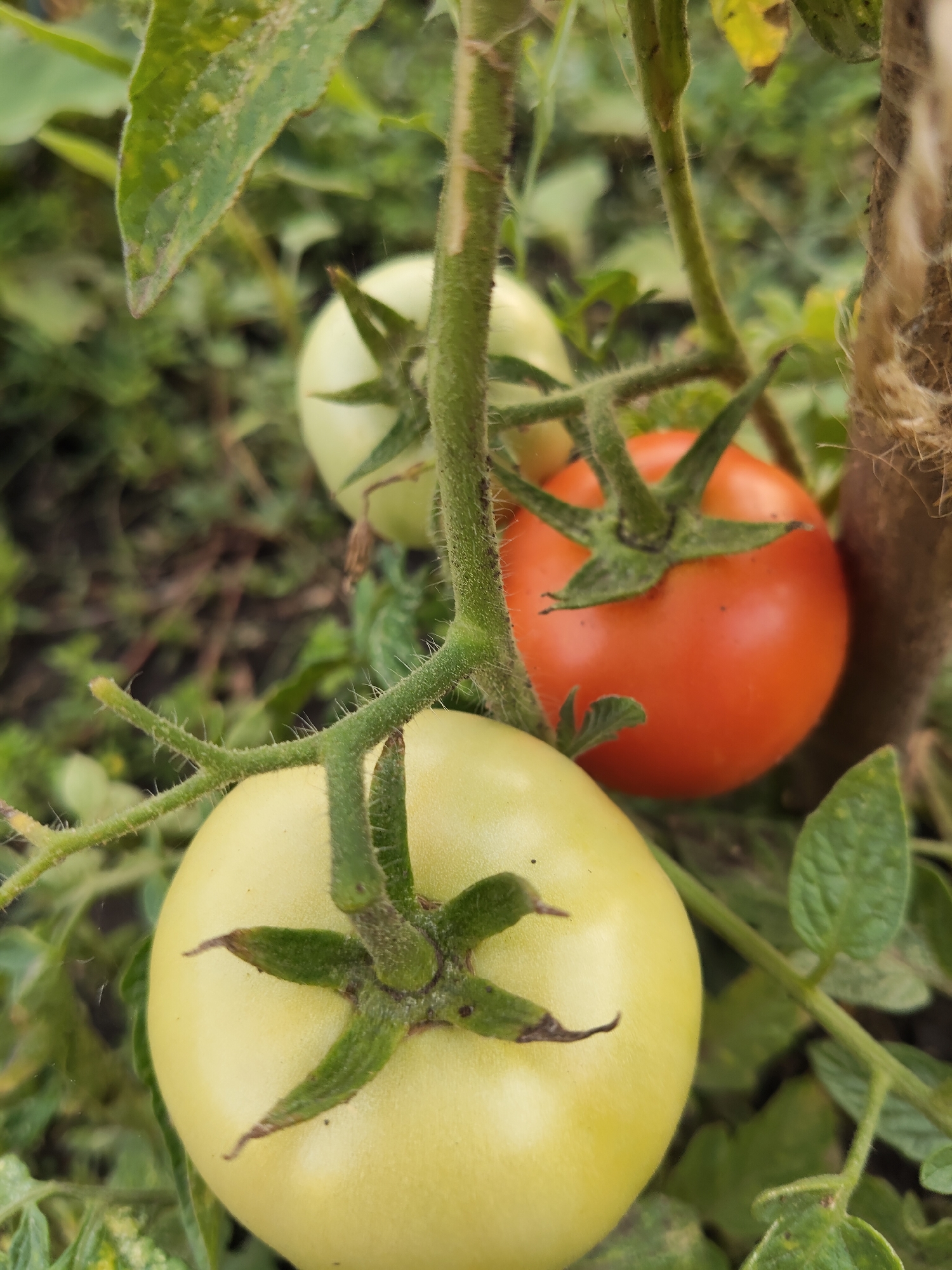 A close-up, eye-level shot captures a tomato plant with three tomatoes in varying stages of ripeness, in Gîrbova, Moldova. The foreground is dominated by a large, pale green tomato, its star-shaped calyx visible at the top. To its right and slightly behind, a ripe, red tomato is visible, also with its calyx intact. Further in the background, another pale green tomato is out of focus. The plant's thick, hairy stem and branches are also prominent, intertwining with green leaves. A rough, textured object, possibly a wooden stake or twine, is visible on the right edge of the frame. The background consists of blurred green foliage and hints of dark soil, suggesting an outdoor garden setting.