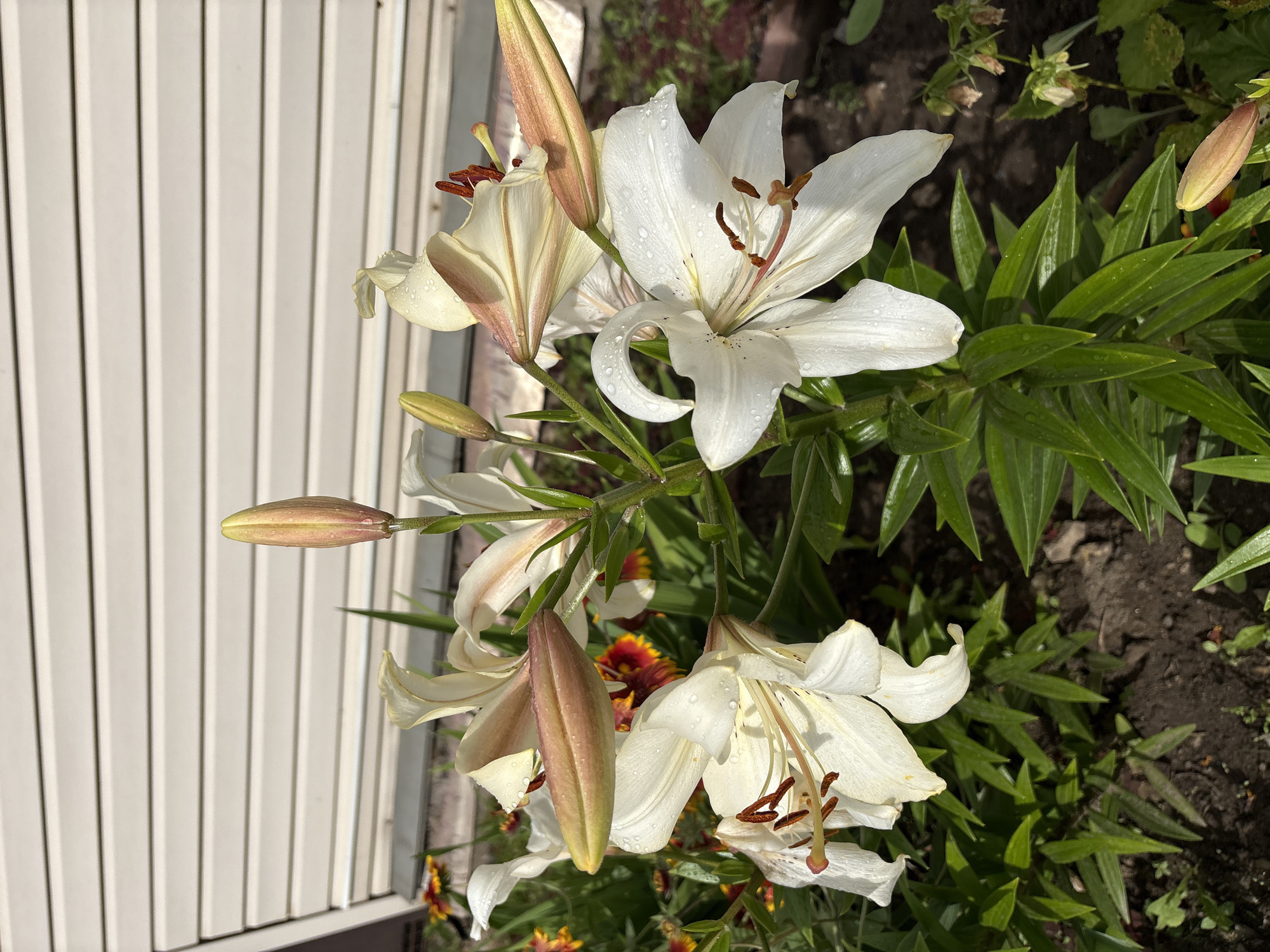 The image shows a cluster of white lilies with water droplets on their petals, in a garden setting. The lilies are in various stages of bloom, with some fully open and others still in bud. The background features a white vinyl-sided building, suggesting a residential or commercial area. The overall lighting indicates a sunny day. The photo was taken in Vitsebsk, Belarus.