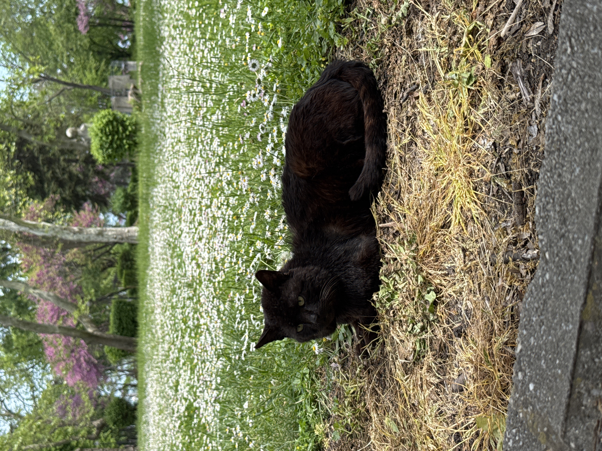The image shows a black cat lying in a patch of daisies and dry grass in what appears to be a park. The background includes trees and flowering plants. The location is Burgas, Bulgaria.