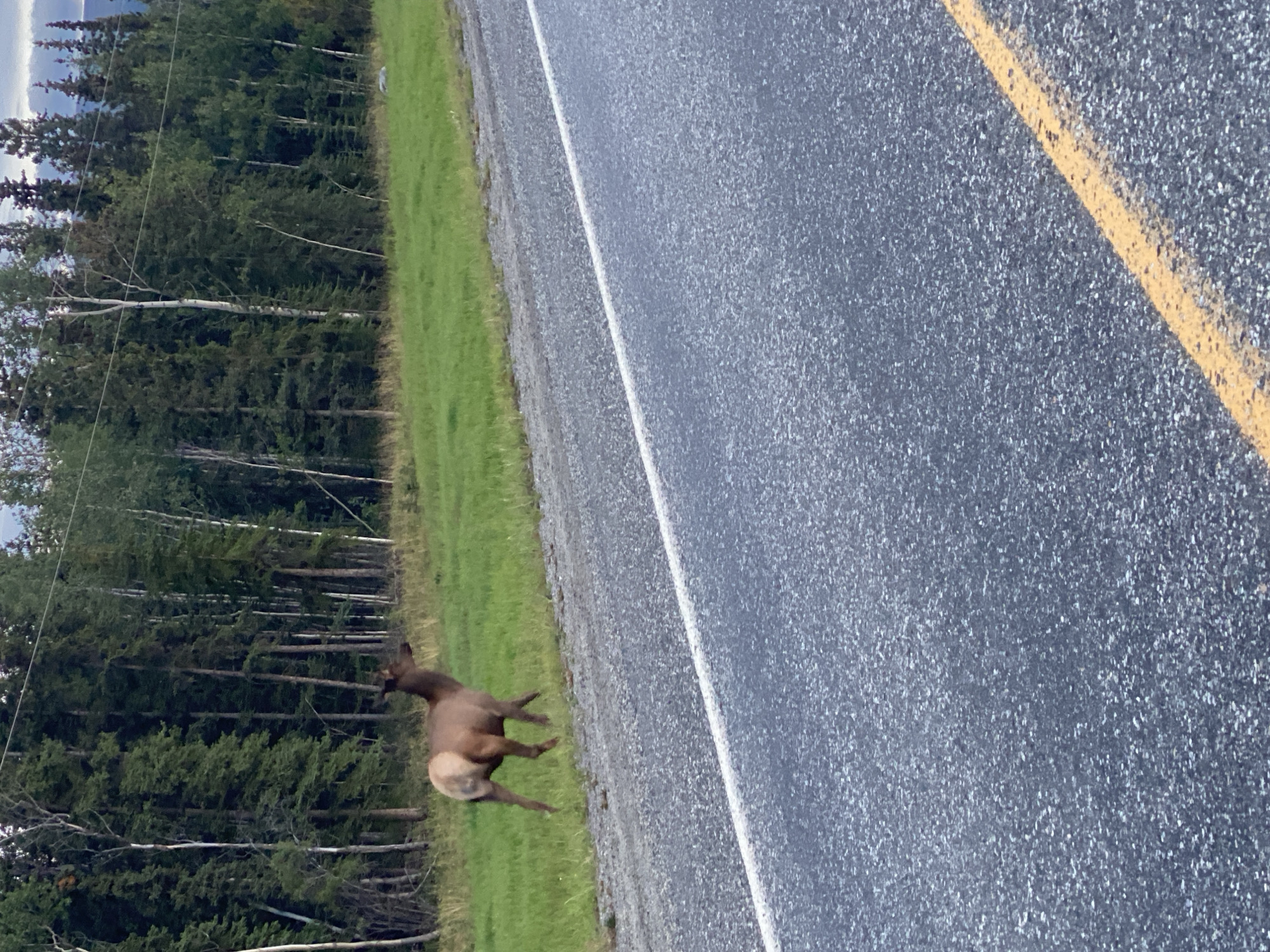 An adult elk walks along the grassy shoulder of a two-lane asphalt road. The road has a white line dividing the lanes and a yellow line on the right side. The elk is brown with lighter colored hindquarters and is facing to the right. Behind the grassy shoulder is a dense forest of evergreen and deciduous trees. The sky is overcast. The location is Haines Junction, Canada.