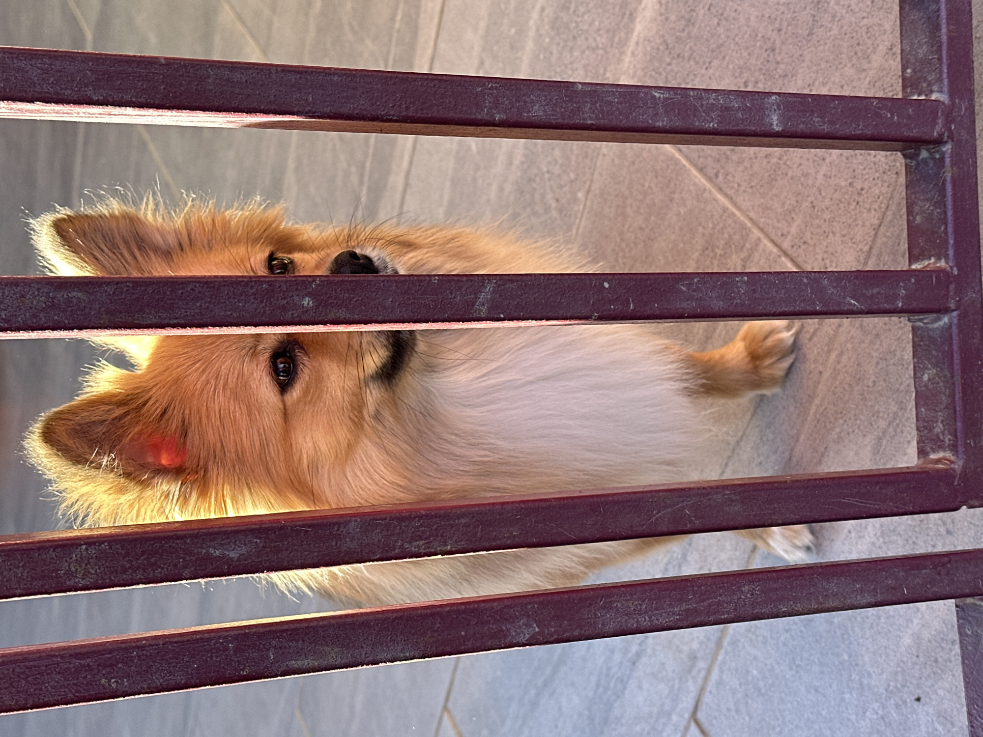 A medium, eye-level shot depicts a fluffy, light-brown and cream-colored dog partially visible behind a maroon metal gate. The dog's head is tilted upwards. The foreground shows the vertical bars of the gate with worn and weathered maroon paint. The background is a gray tiled surface. The scene appears to be outdoors, illuminated by sunlight. The image does not provide information about the location in the city of Manole, Bulgaria.