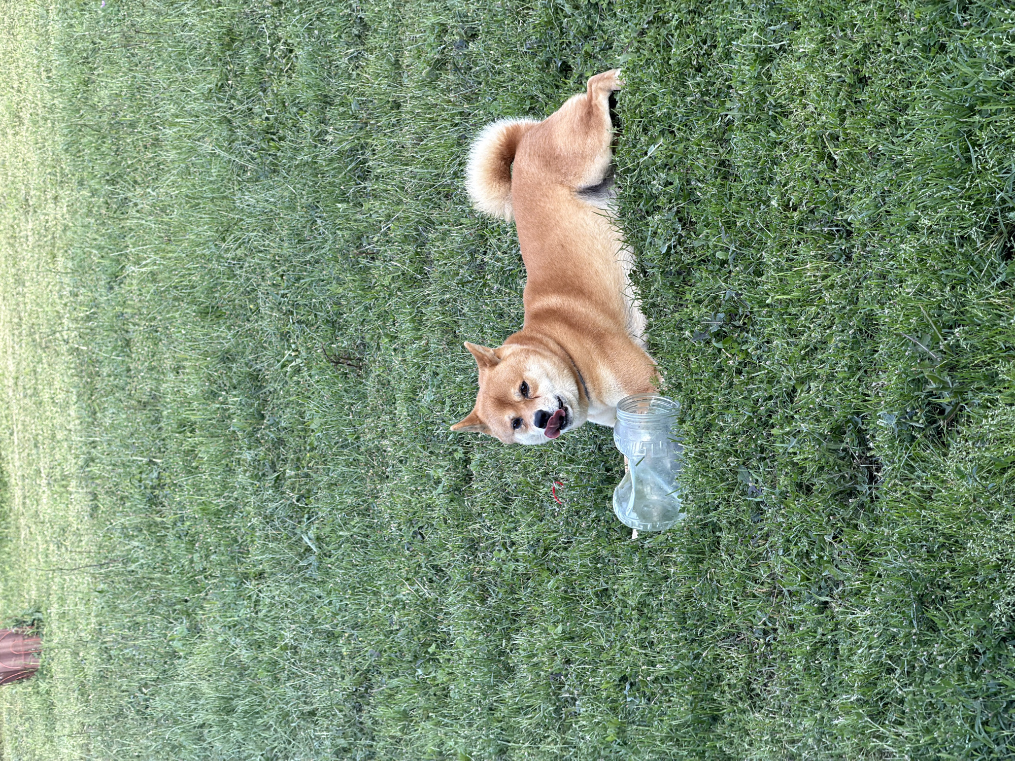 In Priseltsi, Bulgaria, a medium-sized, light brown Shiba Inu dog is lying on a patch of green grass, next to a clear plastic jug. The dog's tongue is extended, and it appears to be licking its nose. The background is a soft blur of green grass, indicating an outdoor setting, possibly a park or a yard.