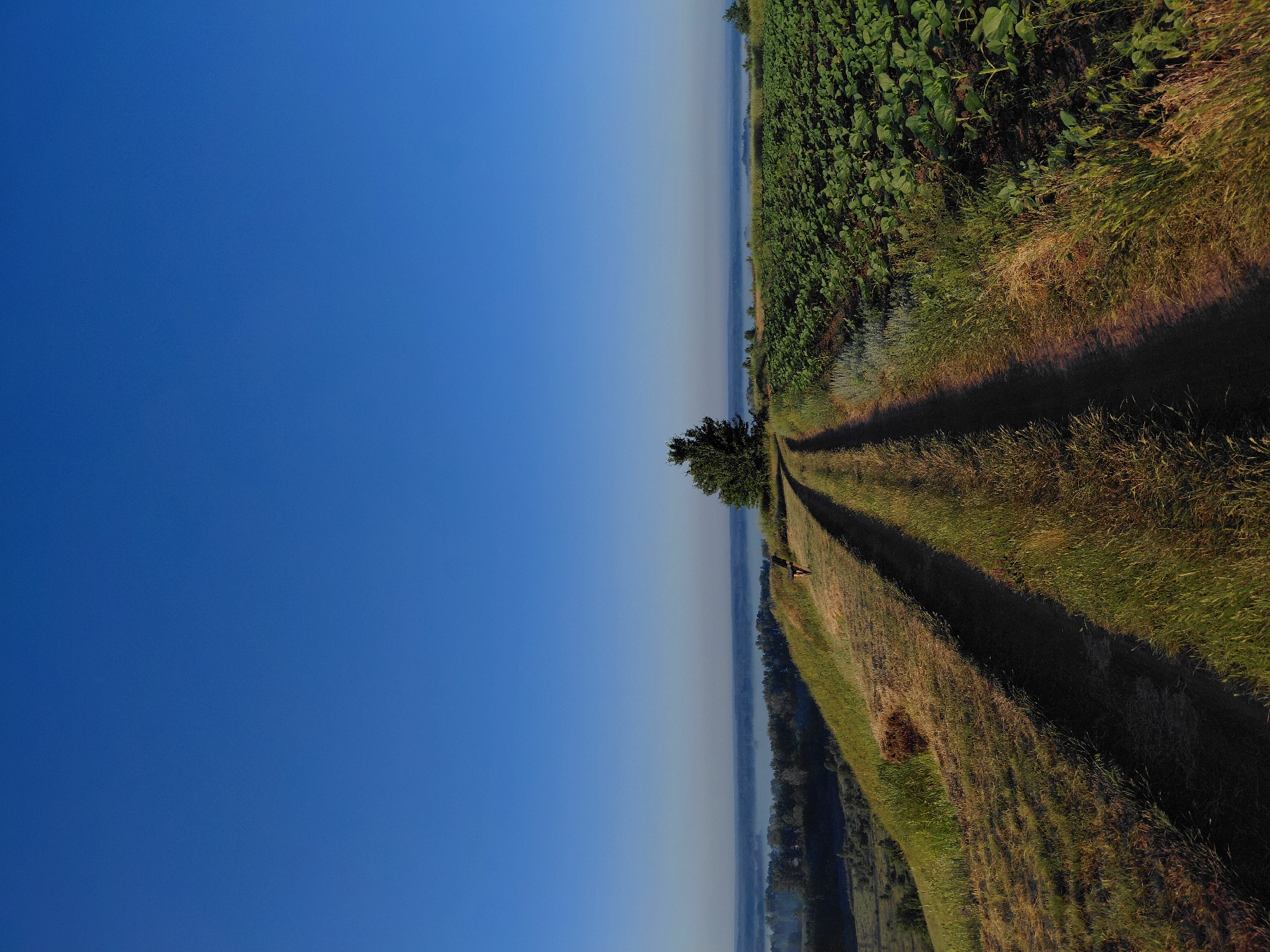 The image shows a dirt road winding uphill, bordered by grassy slopes on one side and a field of green crops on the other. In the distance, a hazy landscape with trees and a body of water is visible under a clear blue sky. A lone figure, possibly a dog, stands on the grassy slope beside the road. The scene appears to be a rural landscape in or around Ustyvytsia, Ukraine, likely captured during daylight hours. The overall impression is one of a tranquil, open landscape.