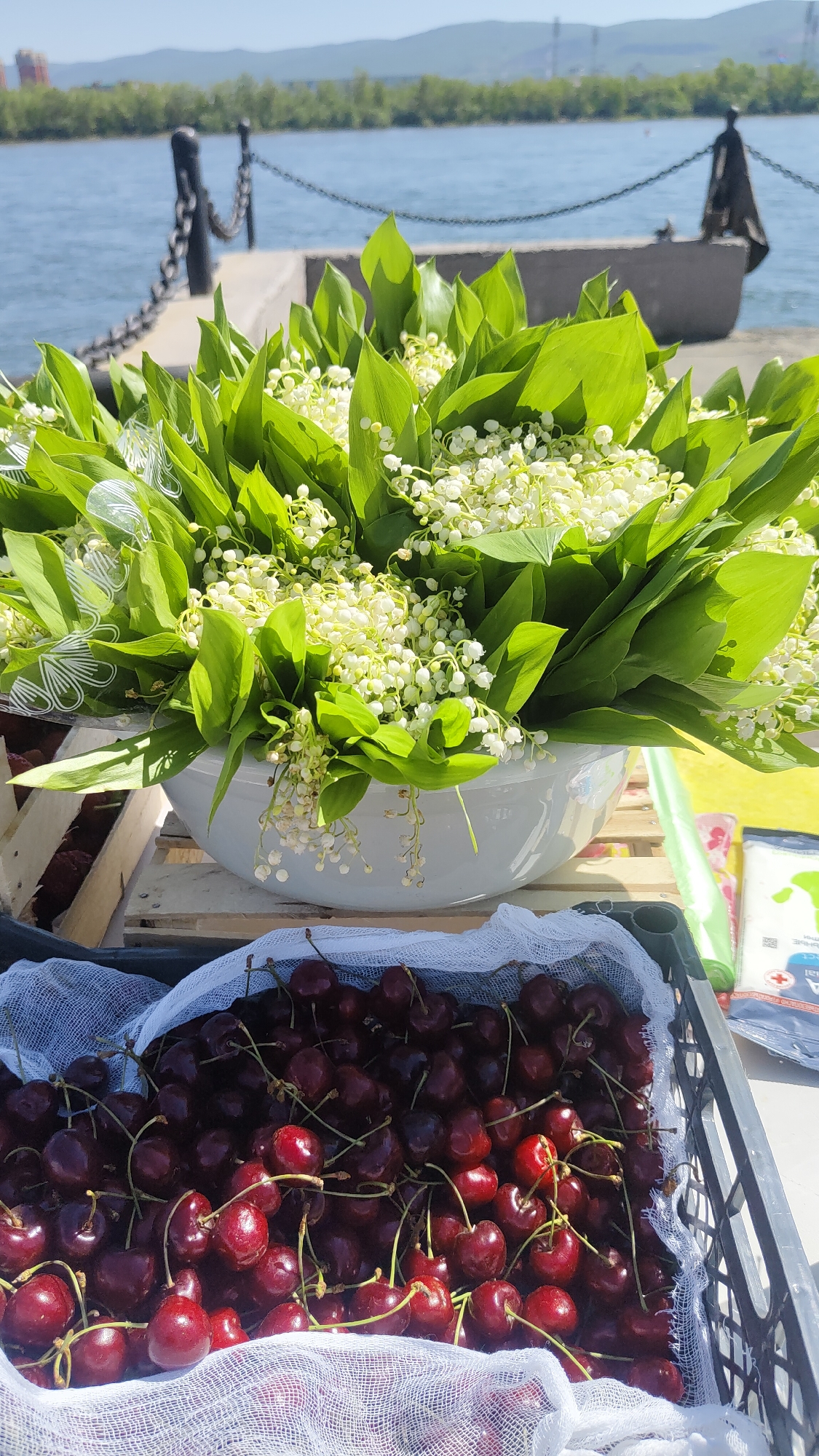The image captures an outdoor market scene, likely along a waterfront promenade in Krasnoyarsk, Russia. In the foreground, a generous display of fresh produce and flowers is presented under bright daylight.
The main subject is a large, white ceramic bowl overflowing with vibrant lily of the valley (Convallaria majalis) flowers. Their distinctive bright green leaves form a dense base, from which numerous delicate white, bell-shaped blossoms emerge and gently spill over the bowl's edge. Below the flowers and to the right, a black plastic crate is filled with ripe, dark red cherries, many still attached to their green stems. A loose white mesh fabric partially covers the cherries in the crate. To the right of the cherries, part of a small, rectangular package is visible, showing a green graphic (possibly a leaf or map outline), a red cross symbol, and partially legible text that includes "PECT" and "AL." Another wooden crate is partially visible to the left.
The background features a wide body of blue water, indicative of a river (consistent with the Yenisei River in Krasnoyarsk). A robust metal chain railing with thick, dark posts runs along the edge of the embankment, separating the foreground display from the water. Across the river, a distant shore is visible, covered in lush green trees, with gentle hills or mountains and what appear to be subtle industrial structures or buildings on the horizon under a clear, bright blue sky. The strong shadows and vivid colors suggest it is midday or early afternoon on a sunny day. The overall impression is one of fresh, seasonal goods being offered for sale or display in a picturesque riverside setting.