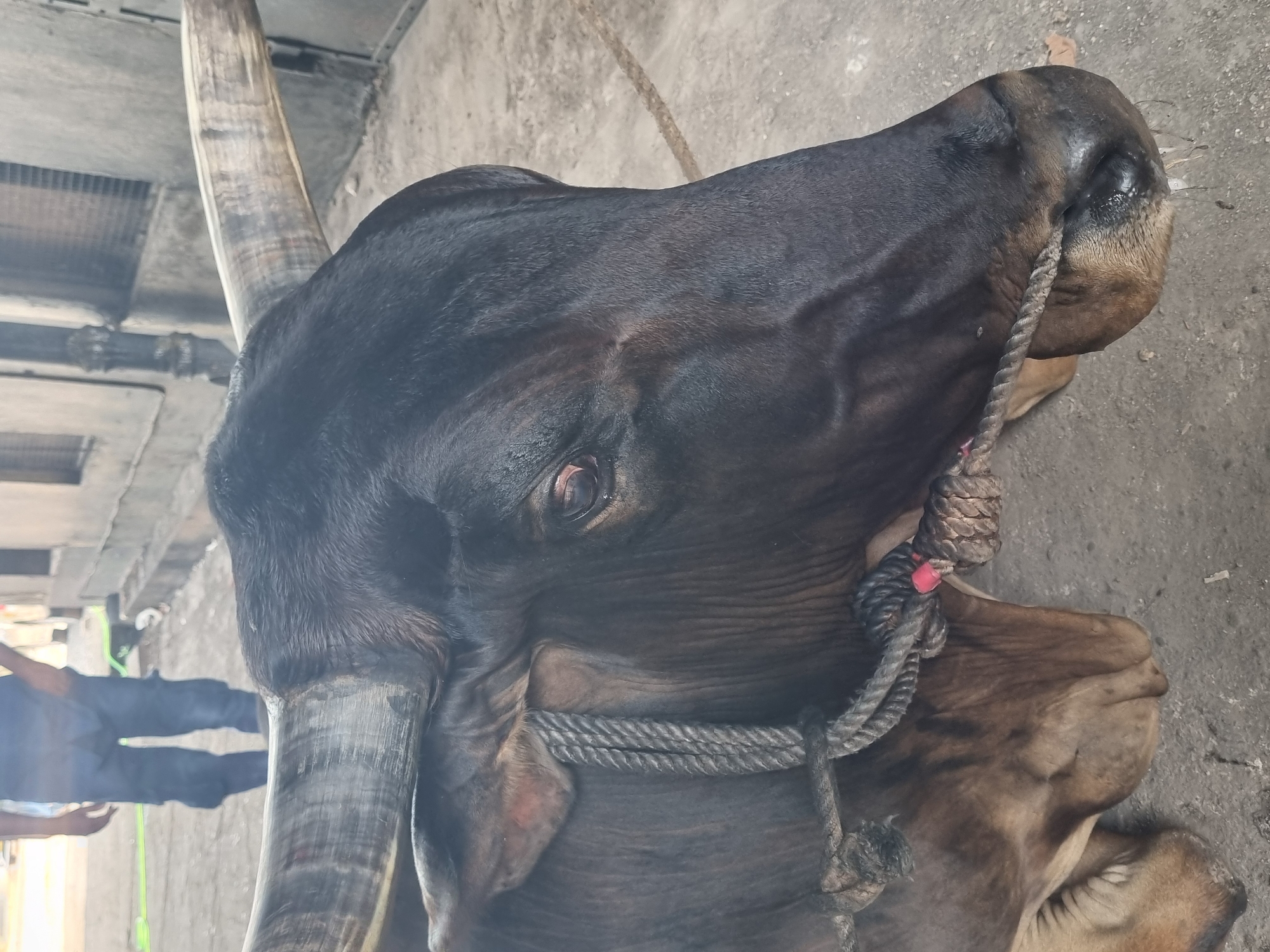 A close-up, medium-shot photograph depicts the head and upper torso of a dark-colored bull, its face positioned at an angle toward the upper right of the frame, with its large, curved horn visible on the left side. A thick rope is tied around its muzzle, and its eye is visible. The bull is located in Kalamassery, India. A person is visible on the lower left. The background includes concrete and a structure of metal bars.