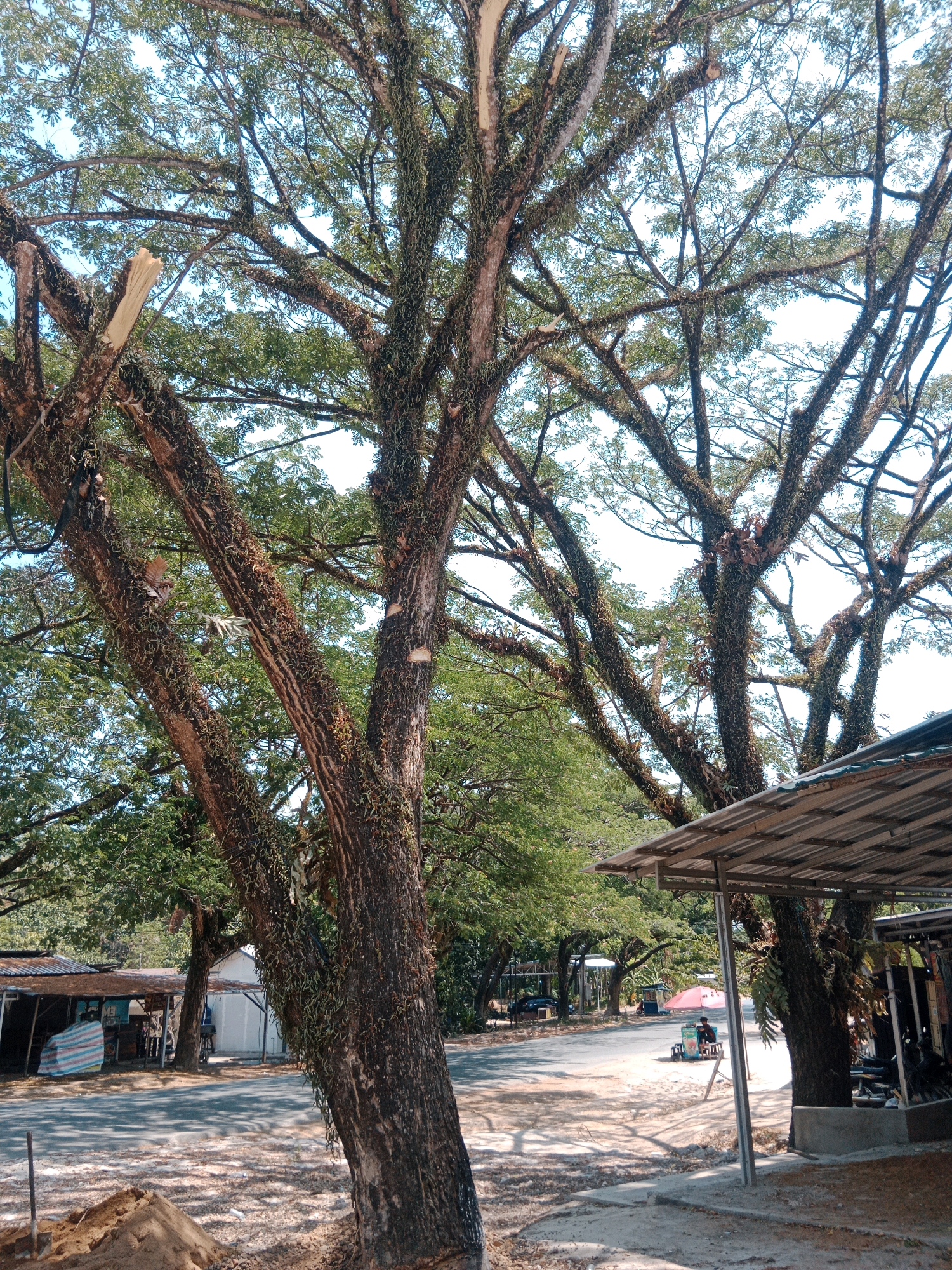 This is a medium shot of a street scene in A Yani Pura, Indonesia. The foreground is dominated by the textured, moss-covered trunk of a large tree, angled to the right of the frame. Behind it, the complex canopy of the same tree, and others, stretches across the upper portion of the image, with light filtering through the leaves and casting shadows on the ground.
The middle ground shows a paved road lined with a few low-lying structures with corrugated metal roofs. To the left, a small stall is visible, with colorful striped fabric draped over what appears to be merchandise. Further down the road, a white building stands, and beyond that, more trees line the street.
In the right middle ground, a person sits on a stool under a red umbrella next to a small stall or cart. A dark colored vehicle is parked further down the road on the left. The ground is a mixture of dirt and pavement, with patchy sunlight and shadow. A pile of sand with a shovel is in the lower left corner, suggesting recent construction or maintenance work. The overall impression is of a somewhat rural or semi-urban roadside environment in a tropical climate, with a focus on the natural elements and the humble infrastructure.