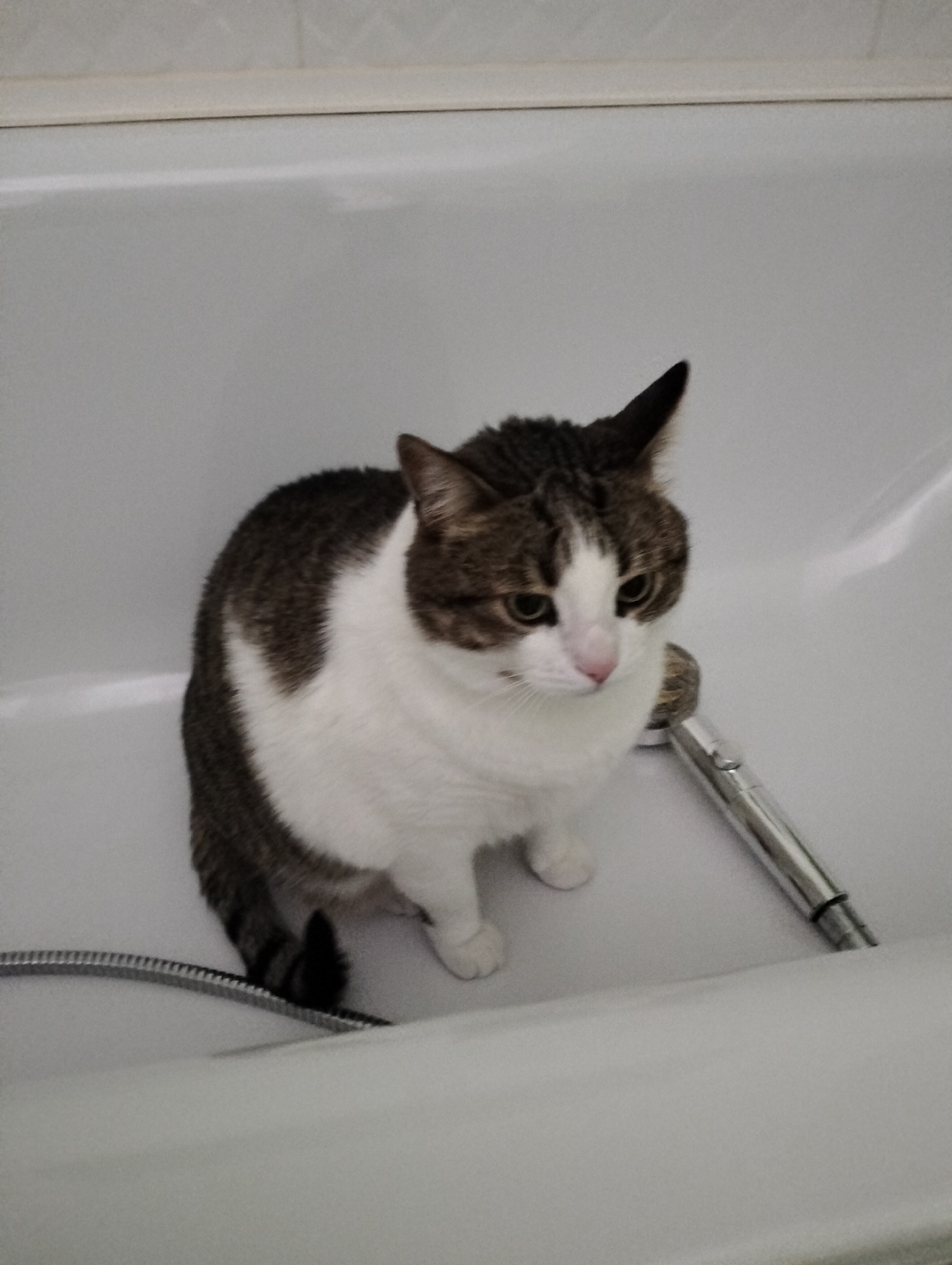 A tabby and white cat sits in a white bathtub, next to a silver showerhead. The cat is positioned towards the left of the frame. The tub appears to be empty and clean. The image does not provide information about the location in the city of Krykhivtsi, Ukraine.