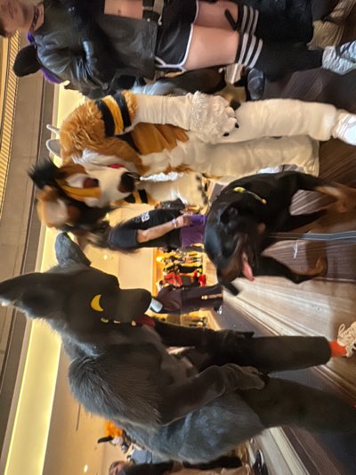 The image shows a group of people at what appears to be a convention or gathering, as evidenced by the presence of several individuals in fursuits. The setting suggests an indoor location, possibly a hotel or convention center, given the patterned carpeting and the presence of interior architectural elements.
At the forefront is a person wearing a large grey wolf fursuit. Behind the wolf suit are other fursuits, including one that appears to be a white and orange fox-like design with black stripes, and another that is mostly white. A person in a black t-shirt with a purple accent is partially visible between the fursuits.
Also visible is a black Rottweiler dog with its tongue out. The dog is on the carpeted floor next to the human wearing a black shirt.
The scene is likely located in Atlanta, United States, as inferred by the type of event depicted being common in large cities with convention facilities, which Atlanta possesses.