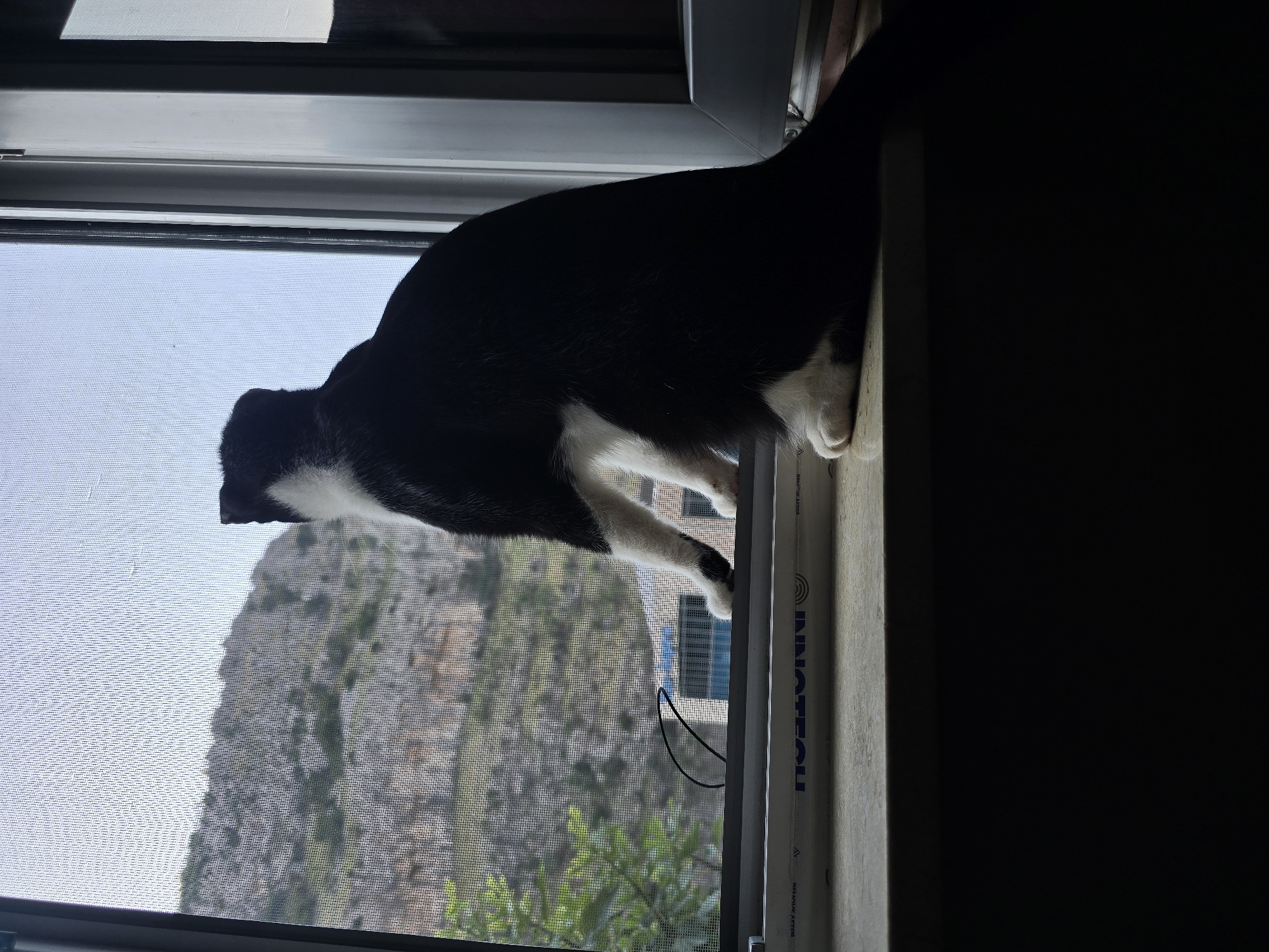 A black and white cat is perched on a windowsill, looking out at a rocky, mountainous landscape. The cat is facing away from the camera, with its body silhouetted against the bright sky and the distant scenery. Its fur is black with white markings on its chest, paws, and face. The windowsill is made of a light-colored material and has some text printed on it. A screen is visible across the window, obscuring some of the finer details of the landscape. The overall lighting suggests it is daytime. The background shows a view of a rugged mountain with sparse vegetation. Below the mountain, some buildings with blue roofs are visible. The scene is captured from a low angle, with the bottom of the image dominated by a dark shadow.