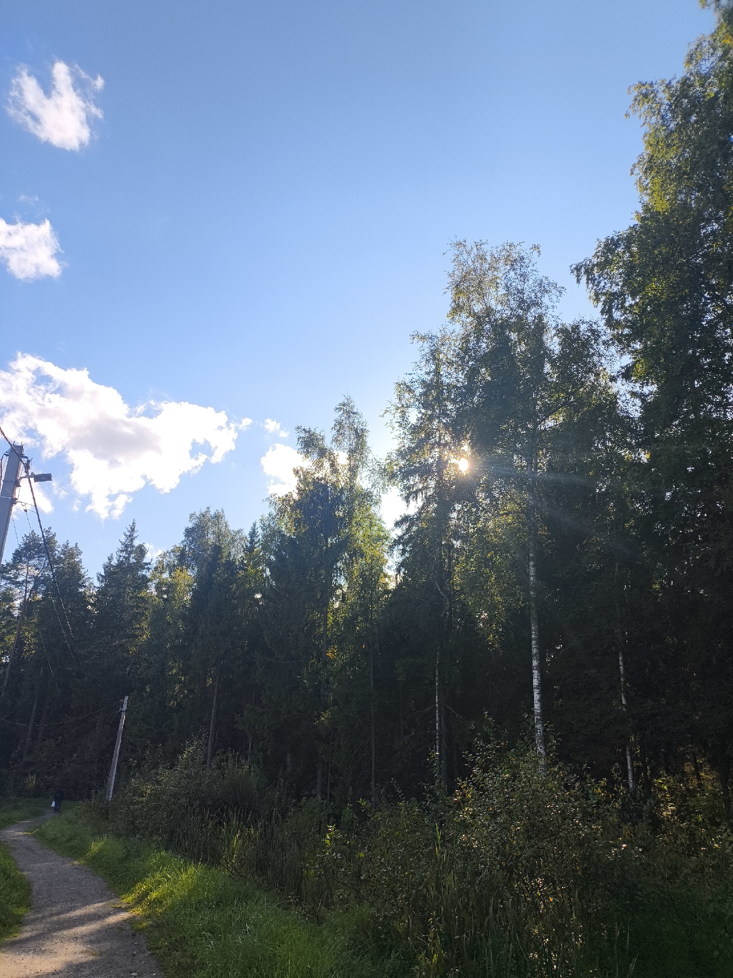 The image depicts a pathway winding through a dense forest under a bright blue sky with scattered white clouds. Sunlight filters through the trees, creating dappled light patterns on the path and surrounding greenery. A power pole with electrical lines stands on the left side of the path, near the edge of the forest. The vegetation consists of tall trees, bushes, and grass. The scene appears to be a natural outdoor setting, likely a park or woodland area. There are no visible people or animals in the image.