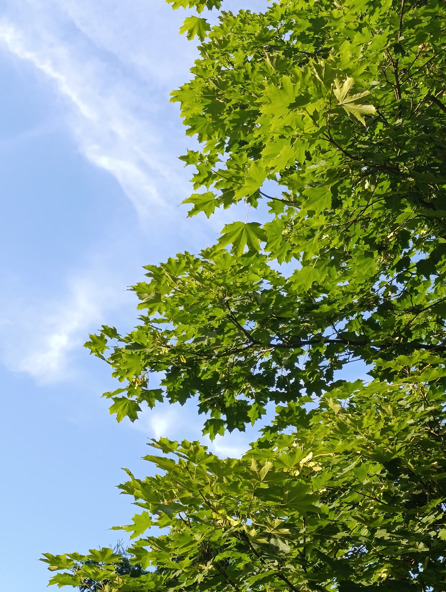 The image shows a close-up, low-angle view of a lush green maple tree canopy against a bright blue sky with wispy white clouds. The leaves are vibrant and appear to be in full bloom, suggesting a spring or summer season. Sunlight filters through the leaves, creating a dappled effect. The foliage fills the majority of the frame, with only a sliver of the sky visible in the upper left portion. This scene is typical of many parks and residential areas in Minsk, Belarus, where maple trees are commonly found lining streets and in public green spaces. There are no people or any other discernible objects or actions in the image.