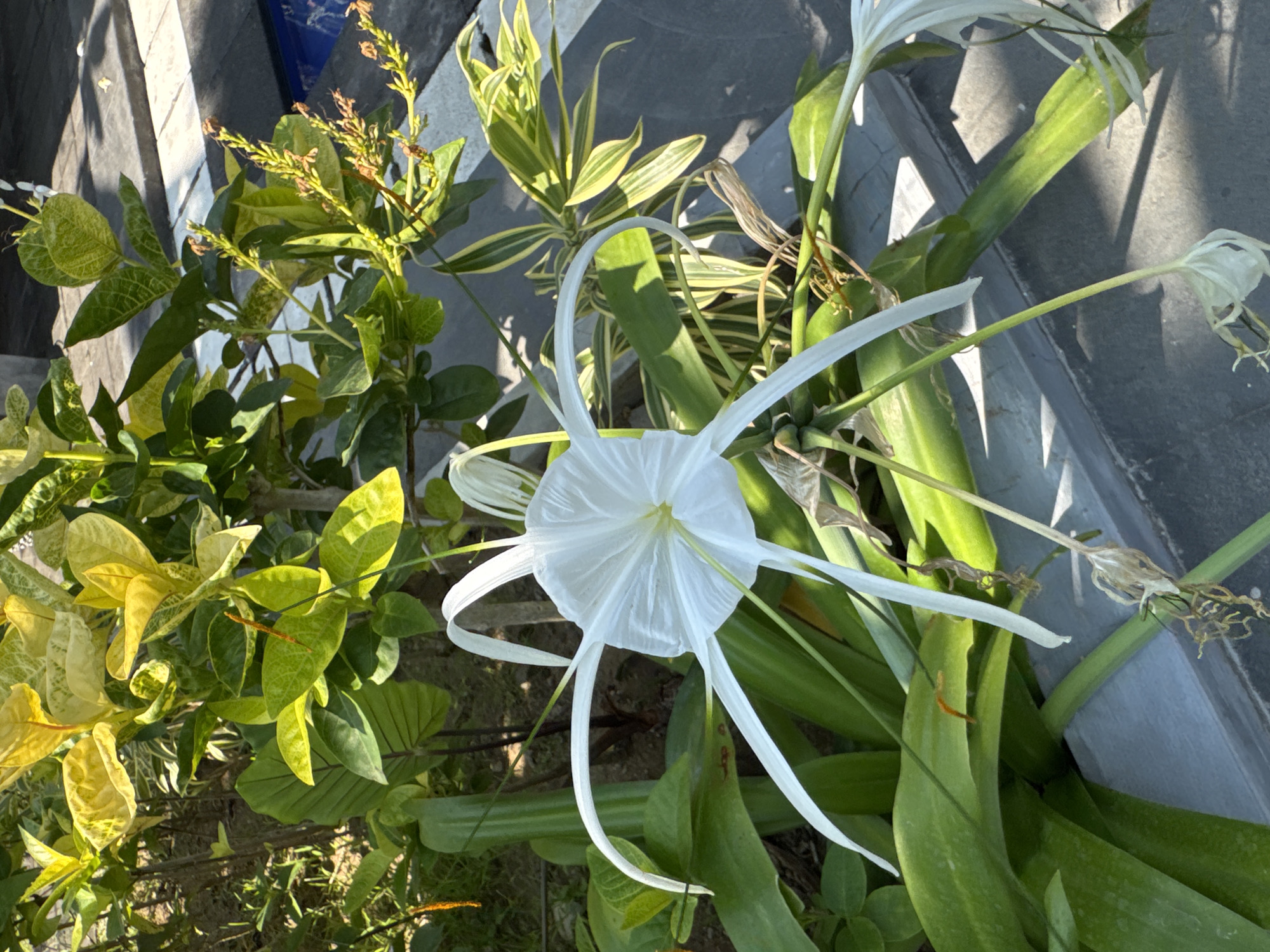 The image shows a white spider lily flower with long, thin petals, surrounded by lush green foliage. The flower is in focus and takes up a significant portion of the frame. In the background, there are hints of yellow and green leaves from other plants, as well as a glimpse of a tiled surface and a blue body of water, possibly a swimming pool, suggesting an outdoor setting in a tropical environment. The lighting indicates it is daytime, with sunlight casting shadows. The overall scene appears to be a garden or a resort area in Denpasar, Indonesia, a city known for its tropical climate and vibrant plant life. No people are visible in the image.