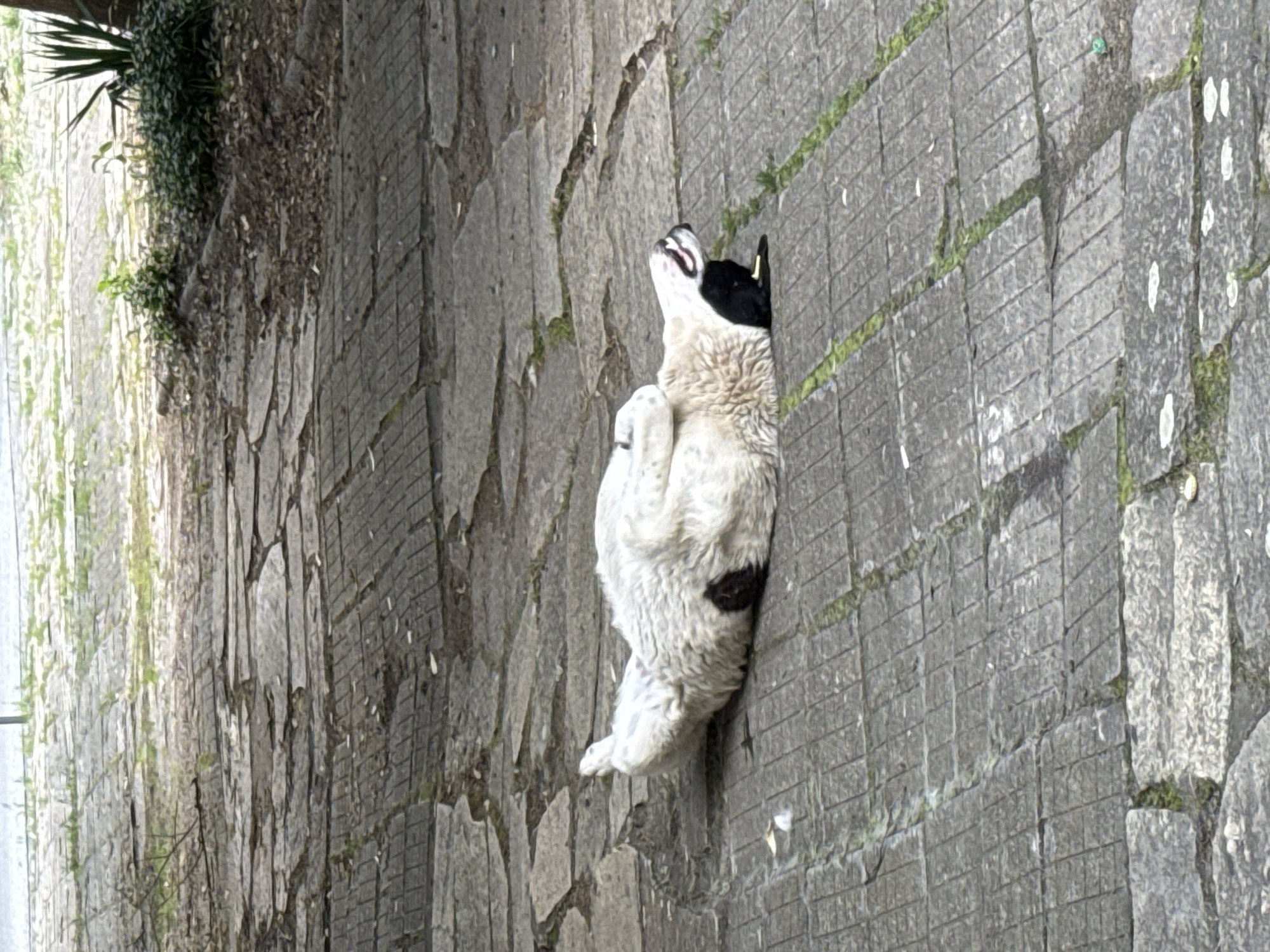 The image captures an outdoor scene in Kardzhali, Bulgaria, featuring a dog lying on a paved surface. The primary subject is a medium-sized dog with thick white fur, displaying a dark patch on its side/belly and dark fur around its head and ears. The dog is positioned on its back with its legs in the air, head tilted backward, and mouth slightly open, indicative of rolling or relaxation. The ground is a composite of grey paving materials: large, irregularly shaped flagstones in the mid-ground and more uniformly rectangular, textured paving slabs in the foreground, with green vegetation growing in the seams. The background shows additional paved areas, sparse green foliage, and a dark vertical element resembling a tree trunk on the right side. The scene is illuminated by natural daylight.