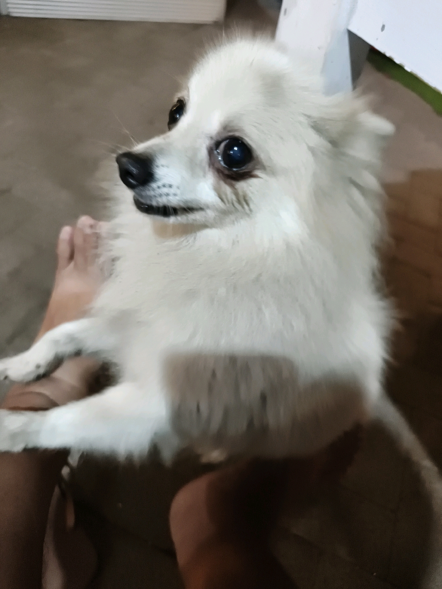 A fluffy white Pomeranian dog is held on a person's lap, its front paws resting on the person's legs. The dog is looking to its left with dark eyes and a black nose. The background is a blurry indoor environment with a floor that appears to be wood or tile, and a white object with a green edge. There are no identifiable landmarks or features that would indicate a specific location in Betelan, Indonesia.