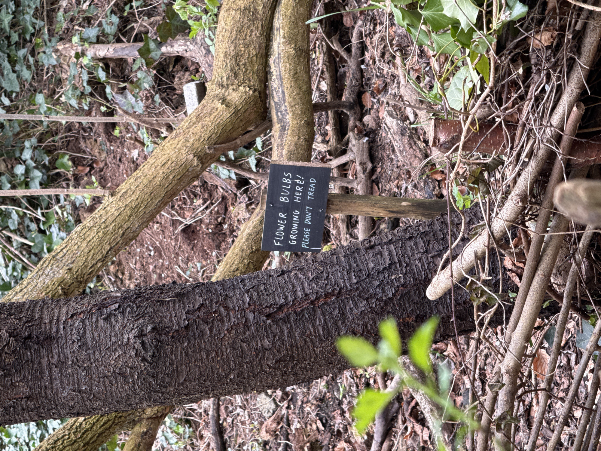 The image shows a woodland scene. A fallen tree trunk lies across the frame. A small, dark sign is attached to a branch, reading "FLOWER BULBS GROWING HERE! PLEASE DON'T TREAD" in white lettering. The ground is covered in leaf litter, small branches, and vegetation, including ivy. It is in London, United Kingdom.