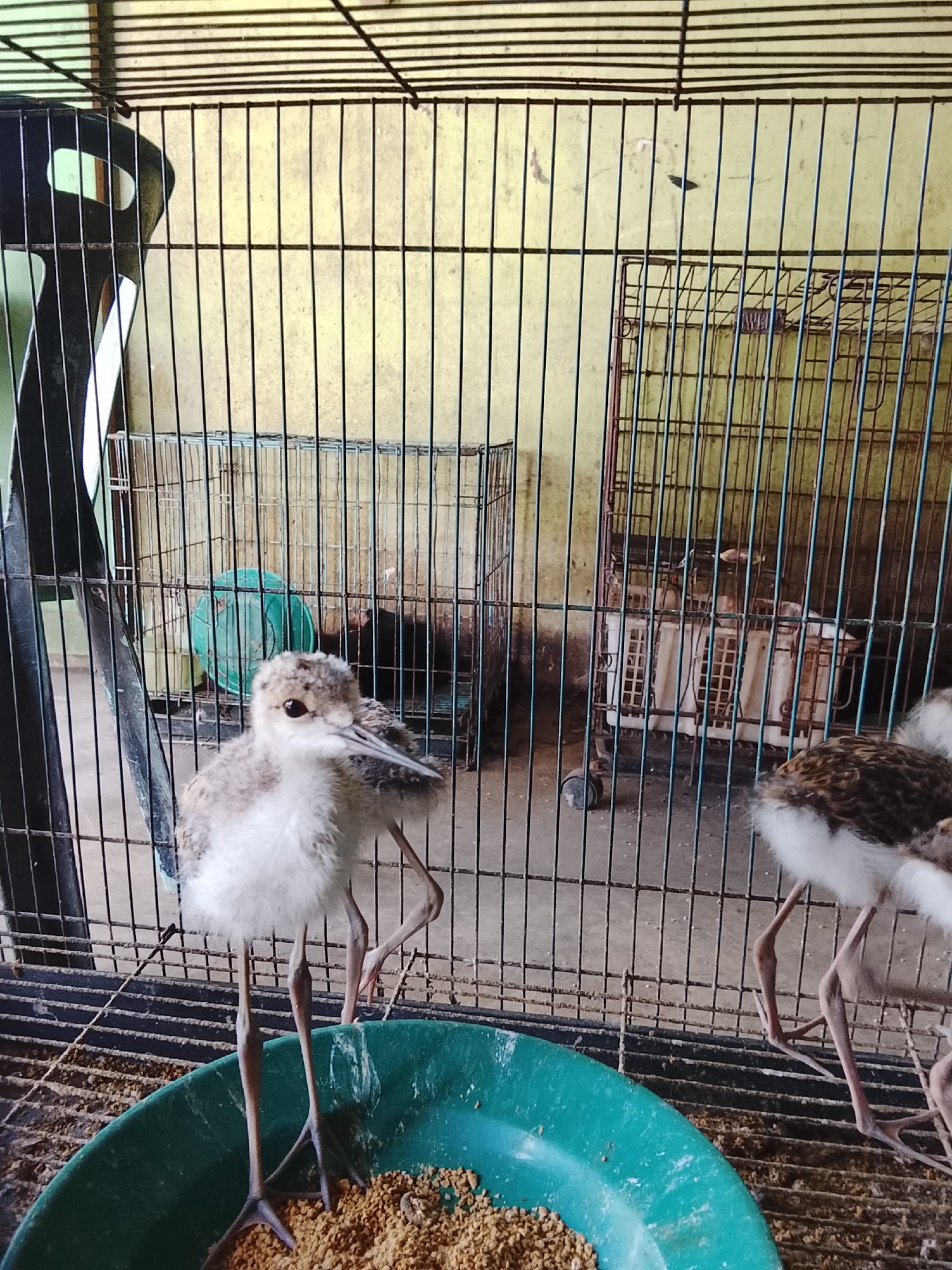 A juvenile black-winged stilt chick stands in a green feeding bowl filled with birdseed, its long legs visible. The chick has speckled brown and white downy feathers and a long, pointed beak. Behind it, the bars of a metal cage are visible, with a yellow wall in the background. Other birds, also appearing to be juvenile black-winged stilts, can be seen in the background, further inside the cage, partially obscured by the bars. A green plastic water dish is also visible within the cage. The scene appears to be an indoor aviary or a space where the birds are being kept, possibly in Kuta Trieng, Indonesia. The lighting is somewhat dim.