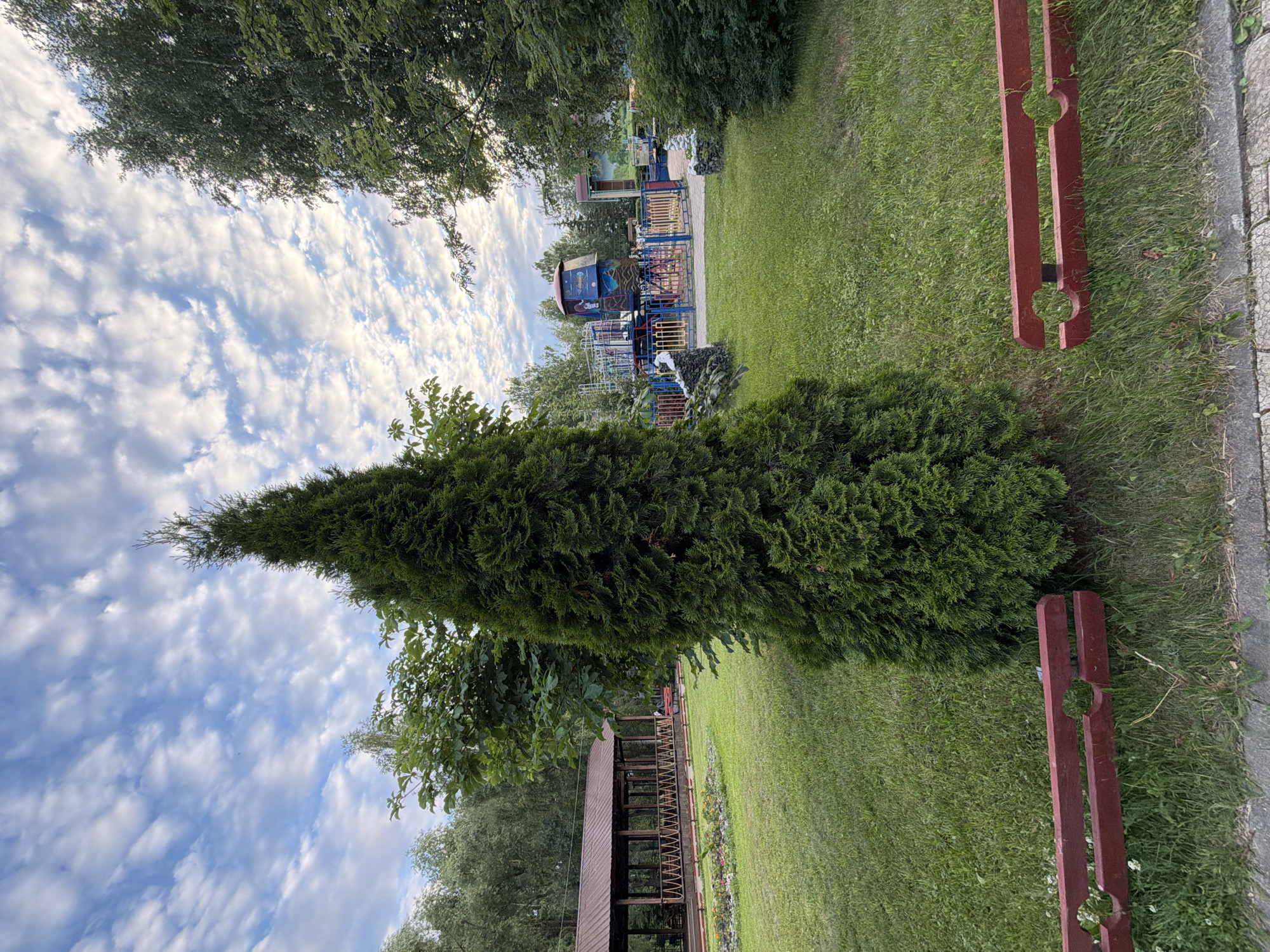 The image depicts a park scene in the city of Chaikovsky, Russia. In the foreground, two red wooden benches are partially visible on a grassy area. Dominating the center of the frame is a tall, narrow evergreen tree. Behind the tree, a grassy lawn stretches towards a covered wooden structure with a brown roof. Further in the background, a children's playground with colorful attractions is visible. The sky above is blue with scattered white clouds. The overall environment suggests a public recreational space on a cloudy day.
