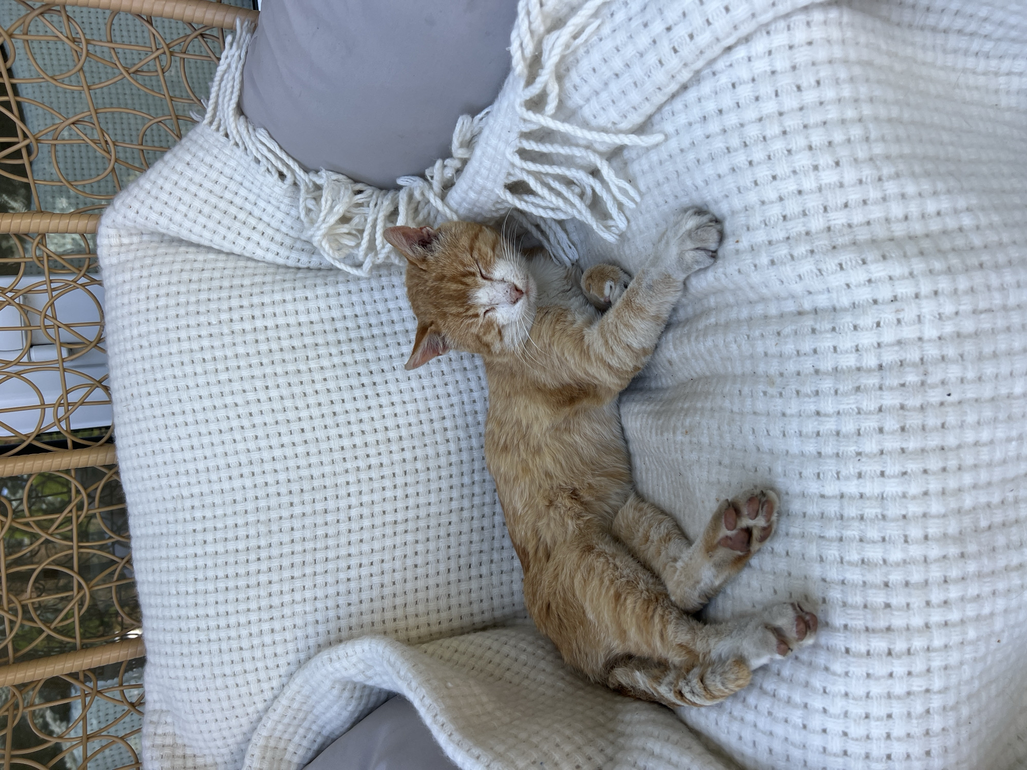 An orange tabby cat is sleeping on a white, waffle-knit blanket draped over a chair. The cat is lying on its side with its eyes closed and its paws extended. The blanket has a fringe detail. The chair appears to be made of wicker or rattan and has a natural, woven texture. In the background, through the wicker structure, blurred green foliage is visible, suggesting an outdoor or garden setting. The scene is calm and peaceful. The location is stated to be in the city of Fontanka, Ukraine.