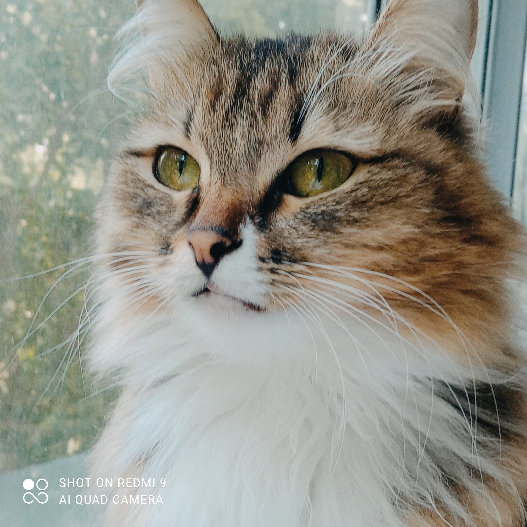 The image is a close-up, headshot of a cat. The cat has green eyes and a tabby coat with brown, black, and white markings. It is looking to the left of the frame, with its whiskers prominently displayed. The background appears to be a blurred outdoor scene, possibly foliage seen through a window. In the bottom left corner, there is a watermark that reads "SHOT ON REDMI 9 AI QUAD CAMERA". The image does not contain any information about the city of Chaikovsky, Russia, nor does it depict any people, actions, or interactions. It is a still photograph of a domestic animal.