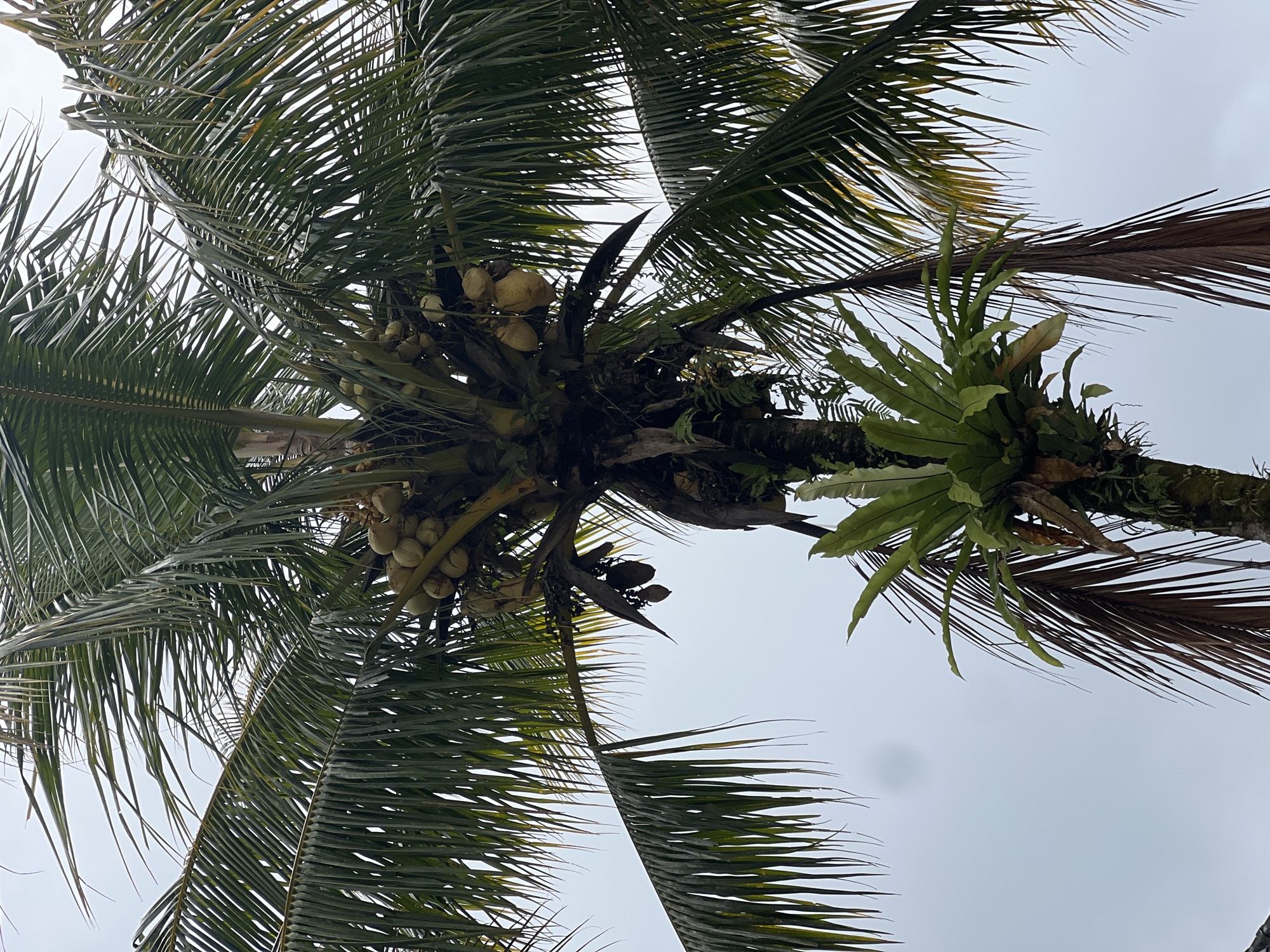 This is a low-angle, full shot of a coconut palm tree in Rendang, Indonesia, on an overcast day. The tree trunk, covered in moss and epiphytes, is visible in the center of the frame. A cluster of young coconuts hangs from the upper part of the tree, near the fronds. The fronds themselves are large and green, with some older, brown fronds hanging lower down. A bird's nest fern is attached to the trunk of the tree, about midway up. The background is a plain, light gray sky. There are no people or animals visible in the image.