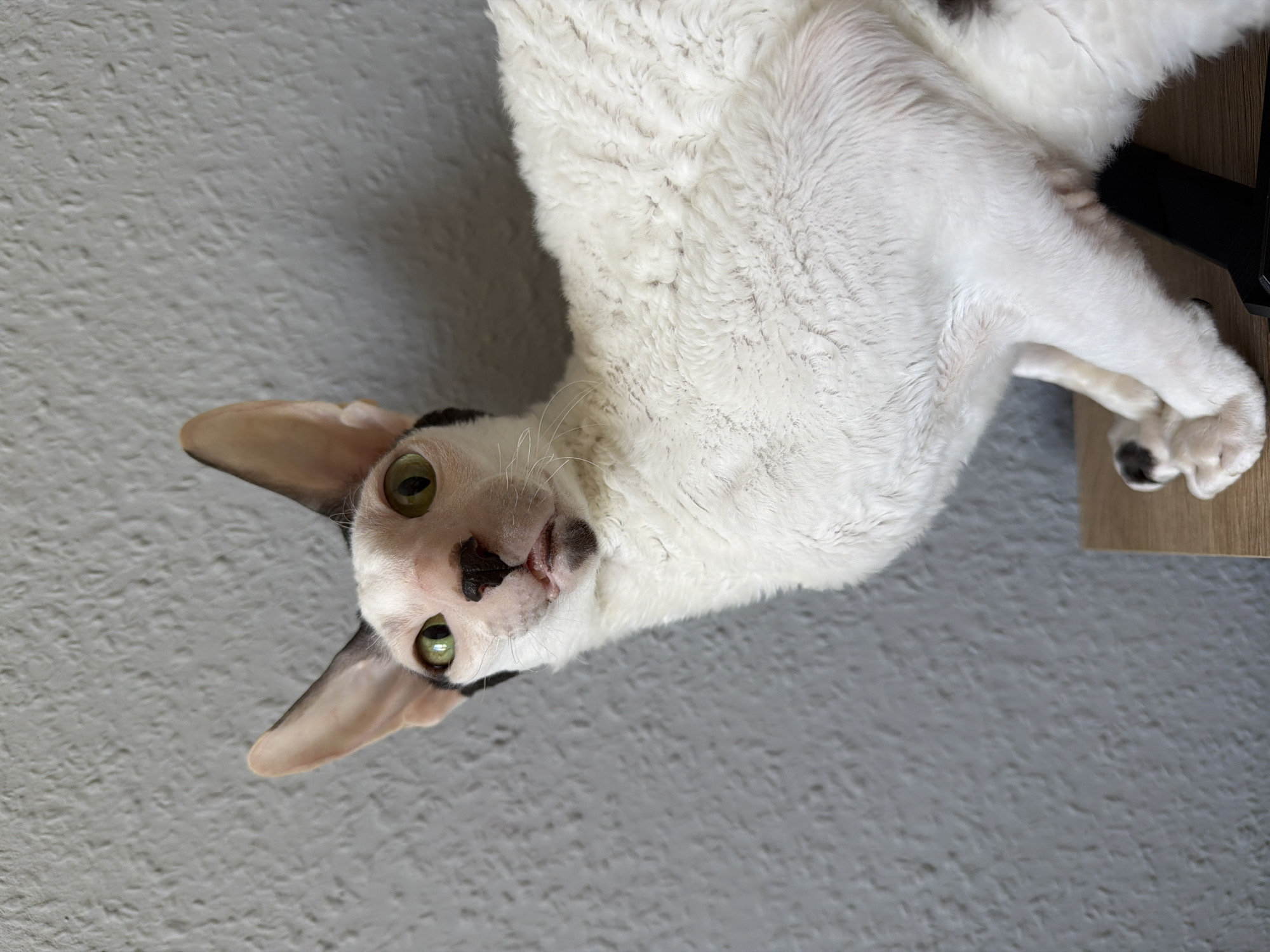 A close-up, eye-level shot features a white Cornish Rex cat with distinctive large ears and wavy fur. The cat has green eyes and black markings around its ears and a small patch on its chin. It is looking directly at the camera with its mouth slightly open, revealing a small pink tongue. The cat is positioned on a wooden surface, and behind it is a textured gray wall. The scene is indoors and devoid of any specific city landmarks or elements that would indicate its location within Yekaterinburg, Russia. There are no people or other animals present in the image.