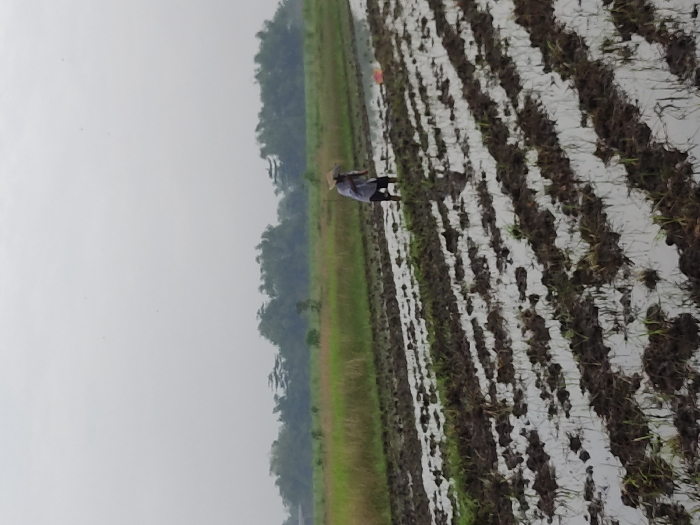 The image captures an agricultural scene in a rice paddy field located in Wonoayu, Indonesia. The foreground and midground are dominated by an expansive, flooded field where rice is cultivated. Distinct rows of tilled earth or young rice plants are visible, partially submerged in water that reflects the bright, hazy sky.
In the middle of the field, a single person is seen standing in the water, engaged in farming activity. They are wearing a traditional conical straw hat, commonly known as a "caping," and dark clothing. Their posture suggests they are actively working, possibly planting rice shoots or tending to the crops.
The background features a verdant line of trees and lush green vegetation, forming a natural border to the paddy field. Above the treeline, the sky appears overcast or hazy, indicating a lack of direct sunlight, suggesting either a cloudy day or a time of day like late morning or afternoon. No strong shadows are cast. The overall setting conveys a tranquil, rural atmosphere centered on traditional rice cultivation practices. There is no visible text in the image.