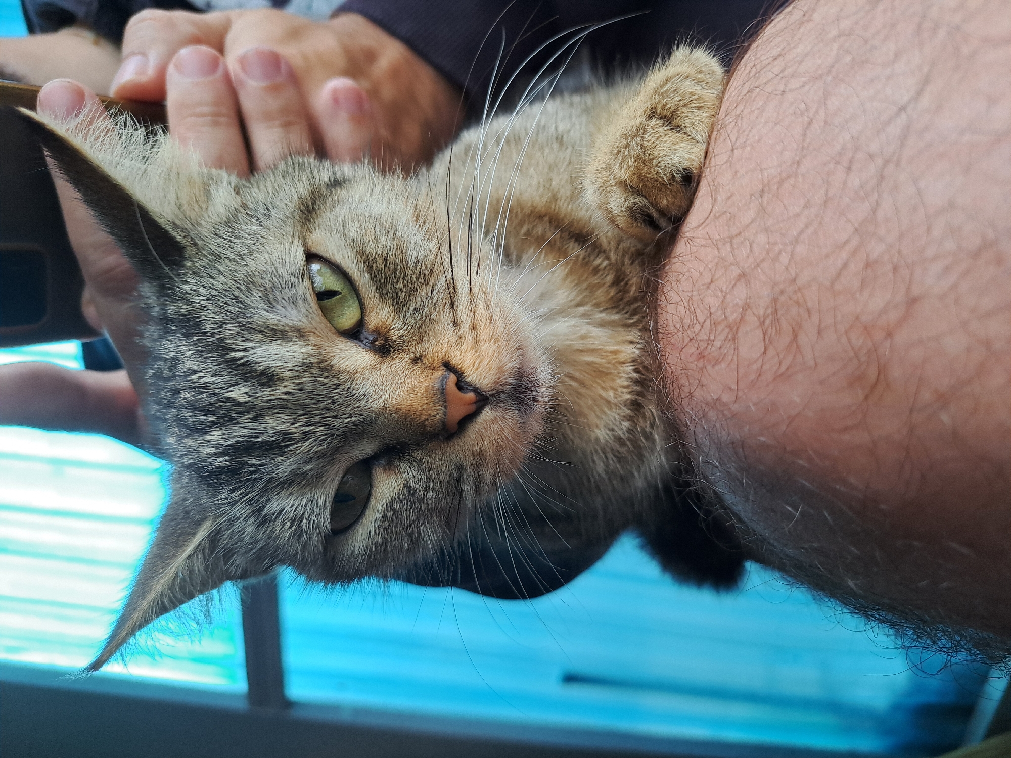 A close-up, eye-level, portrait shot captures a tabby cat with green eyes and pointed ears resting on a person's leg. The cat's face is turned slightly towards the camera with a serious expression. Its left paw rests on the person's thigh, which is covered in dark hair. In the background, a blue, vertical-slatted curtain is visible, and a person's hand is holding a dark object, possibly a phone, near the cat's head. The image appears to be taken indoors, with natural light coming from the left side, illuminating the cat's fur and the person's skin. There is no indication of the city of Vypasne, Ukraine, in the image itself.