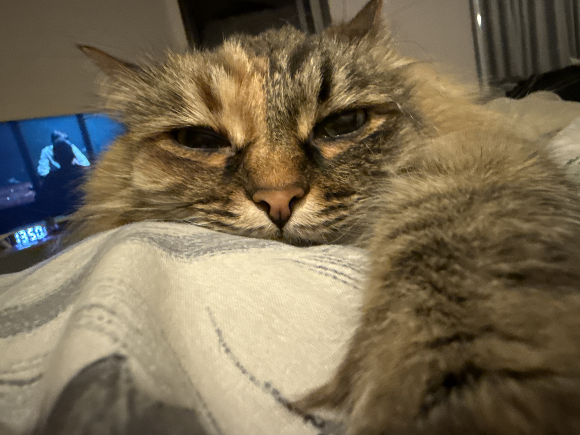 A close-up shot features a fluffy, tabby cat resting on a patterned, light-colored surface. The cat is positioned with its head facing the camera, its face taking up a significant portion of the frame. The cat's fur is a mix of brown, tan, and dark stripes. The background is slightly blurred, but it appears to contain a television screen displaying a figure in dim lighting, and what appears to be a digital clock or display showing the time '13:50'. The location is not identifiable as being in Votkinsk, Russia.