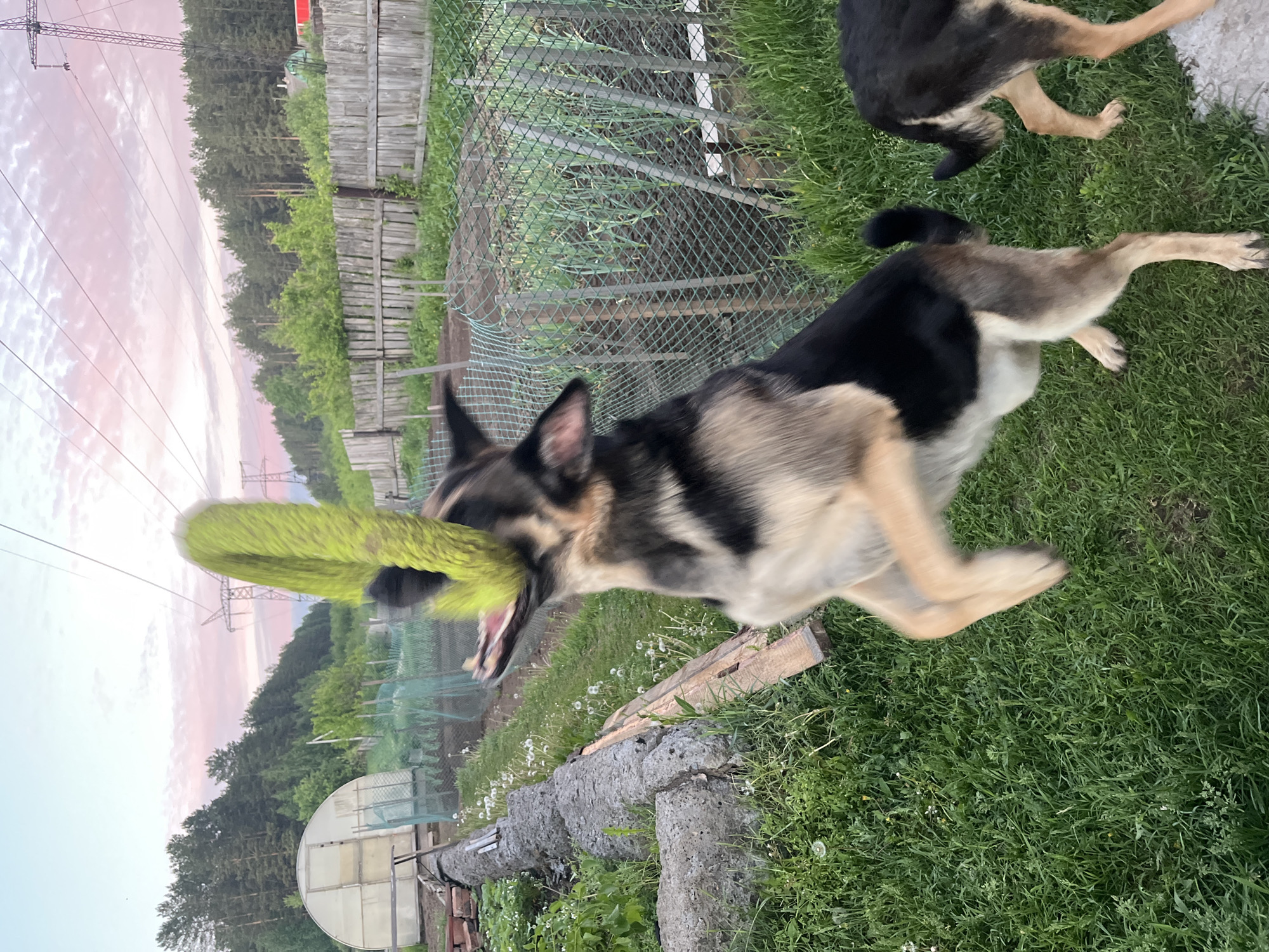A medium-shot photograph captures a German Shepherd dog in motion, appearing to leap with a green, fuzzy toy in its mouth. The dog has a black and tan coat, and its mouth is open, as if in mid-play. Another German Shepherd, partially visible, stands in the upper right corner.
The setting is a grassy yard with dandelions scattered throughout. A section of a broken concrete structure and a piece of wood lie on the ground. A chain-link fence encloses what seems to be a garden, where rows of plants are growing.
In the background, a utility pole is visible against a sky with a pink-tinged sunset. Trees line the horizon. A translucent greenhouse structure stands to the left.
The location is specified as Nizhny Tagil, Russia.