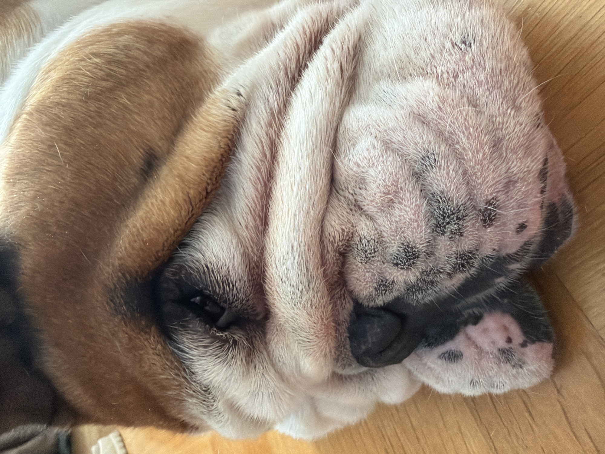 An English bulldog is sleeping on a light brown wooden surface. The dog is mostly white with some light brown patches on its head. Its face is wrinkled, and its nose is black. The location is unknown.