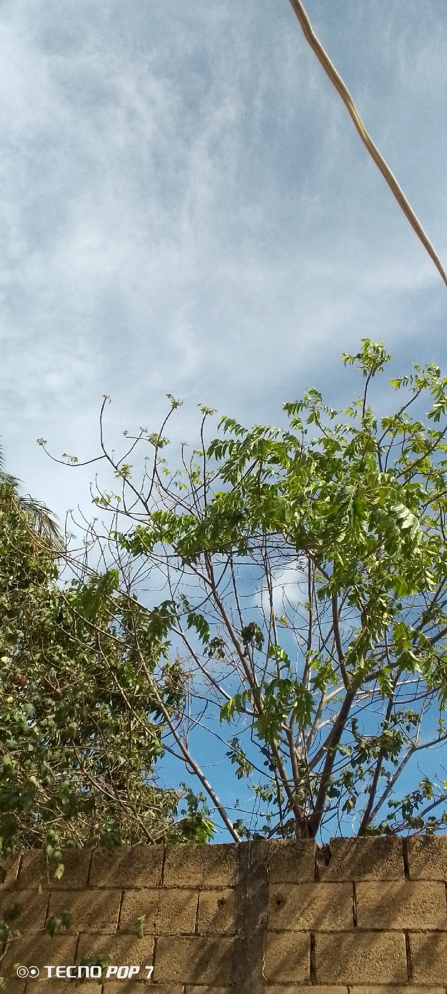 The image shows a view of trees and the sky above a concrete block wall. The trees have green leaves and thin branches. The sky is blue with scattered white clouds. A white wire is visible in the upper right corner of the image. The photograph was taken using a Tecno Pop 7 smartphone. The location is the city of Altagracia, Venezuela.