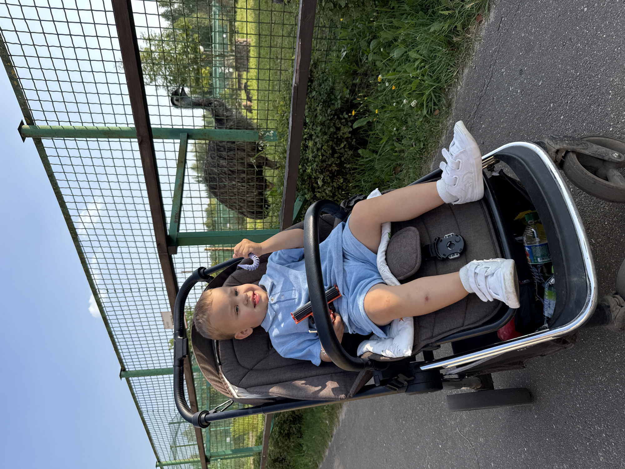 In Ignatovo, Russia, a young boy wearing a blue polo shirt and shorts sits in a stroller, holding a toy in his hand and looking to his right. He is wearing white sneakers. Behind him, an emu stands in a fenced enclosure. The enclosure is surrounded by a green metal fence and green bushes. The ground is paved with asphalt. The sky is blue with a few clouds.