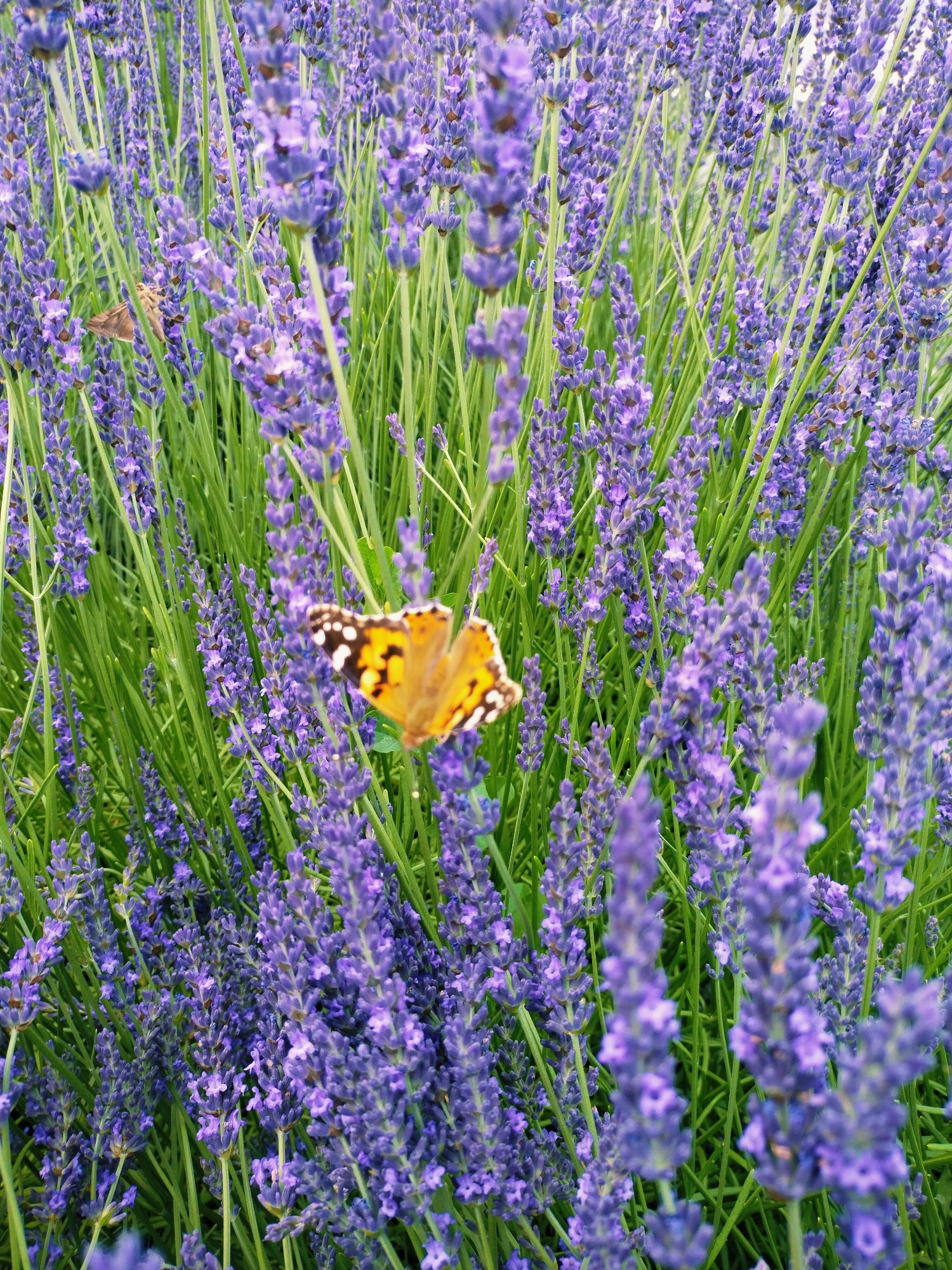 A close-up, eye-level shot captures a dense field of purple lavender flowers in bloom. A butterfly with orange, black, and white markings is perched on one of the lavender stalks in the center of the frame, its wings open. The lavender plants are tall and slender, with their characteristic spiky floral heads. Green stems and leaves form a lush background. The scene appears to be outdoors, likely in a garden or natural setting. The image is sharpest on the butterfly and the surrounding lavender, with some areas of the background slightly out of focus. This image does not provide any specific information about the city of Horishni Plavni, Ukraine, or any people or actions taking place.