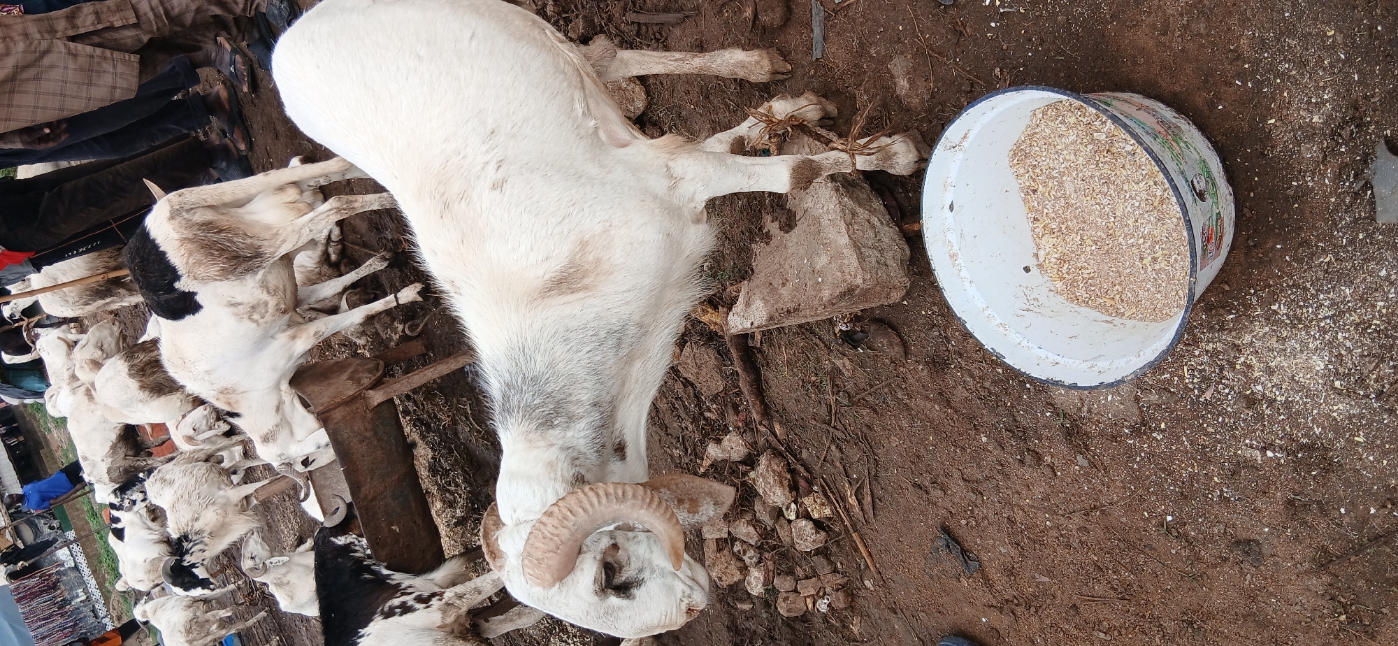 The scene is a dirt ground area in Unguwar Sarki, Nigeria, populated with several rams. At least seven rams with white and black patches are visible, some tied to each other. A larger, predominantly white ram with curved horns is lying down in the foreground, next to a white bucket filled with what appears to be feed. The ram’s legs are tied. The ground is brown, littered with scattered debris and feed. Patches of green and a glimpse of what appears to be more rams or other animals and people can be seen in the background.