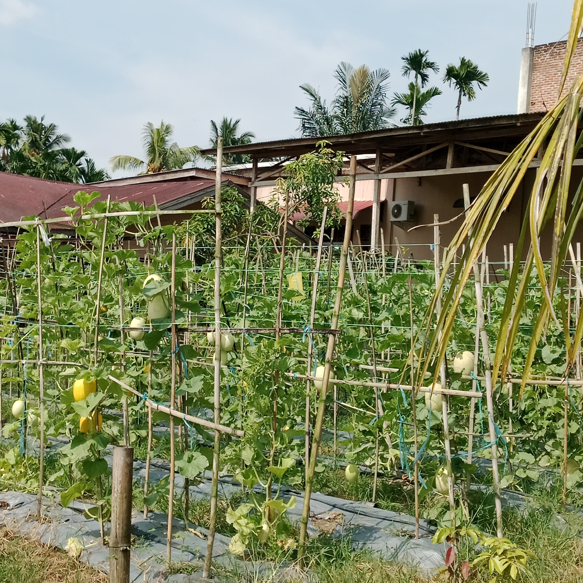 The image depicts an outdoor scene in Kilometer Delapan, Indonesia, featuring a melon field under a clear sky. The field is characterized by rows of melon plants growing on trellises constructed from bamboo poles and strings. Several melons, both green and yellow, are visible hanging from the vines. In the background, a building with a reddish-brown roof and a beige wall is partially obscured by the foliage of the melon plants and several palm trees. An air conditioning unit is mounted on the exterior wall of the building. The ground is covered with black plastic mulch and some dry grass. The overall scene suggests an agricultural setting under sunny conditions.