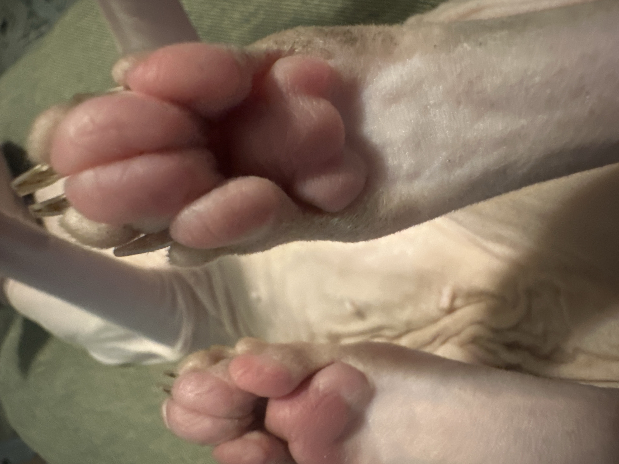 The image displays a close-up, low-angle view of a hairless cat's paws. The cat is lying on its back on a textured green surface, possibly a blanket or upholstery. Its paws are extended towards the viewer, showcasing their soft, pink paw pads and sharp claws. The cat's skin appears wrinkled and slightly pink. The lighting is soft, creating subtle shadows that highlight the texture of the cat's skin and paws. There is no discernible information about the location in Togliatti, Russia, or any human interaction. The image is purely a close-up of the animal's anatomy.