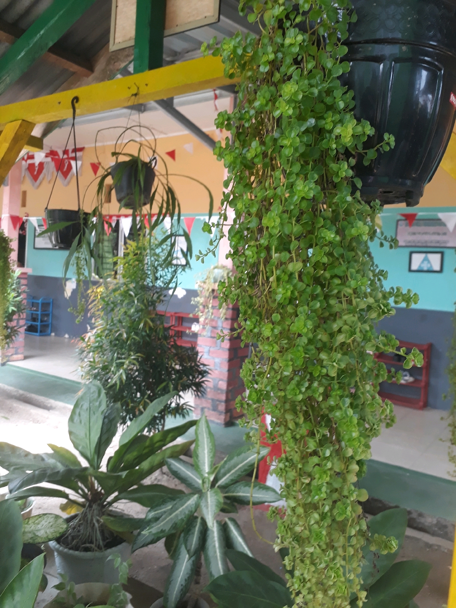 A medium shot captures an outdoor area with a hanging plant in the foreground, its small, green leaves cascading down from a black pot. Behind it, several other plants are visible, including a bushy green plant and a plant with large, dark green leaves. The background reveals a building with a yellow beam, green painted beams, and a light blue and gray wall. Red and white triangular flags are strung across the top of the scene. To the left, a blue shelf unit and a red shelf unit are partially visible. The environment suggests an outdoor public space, possibly a school or community center in Pangkalpinang, Indonesia, given the Indonesian flag-like decorations.