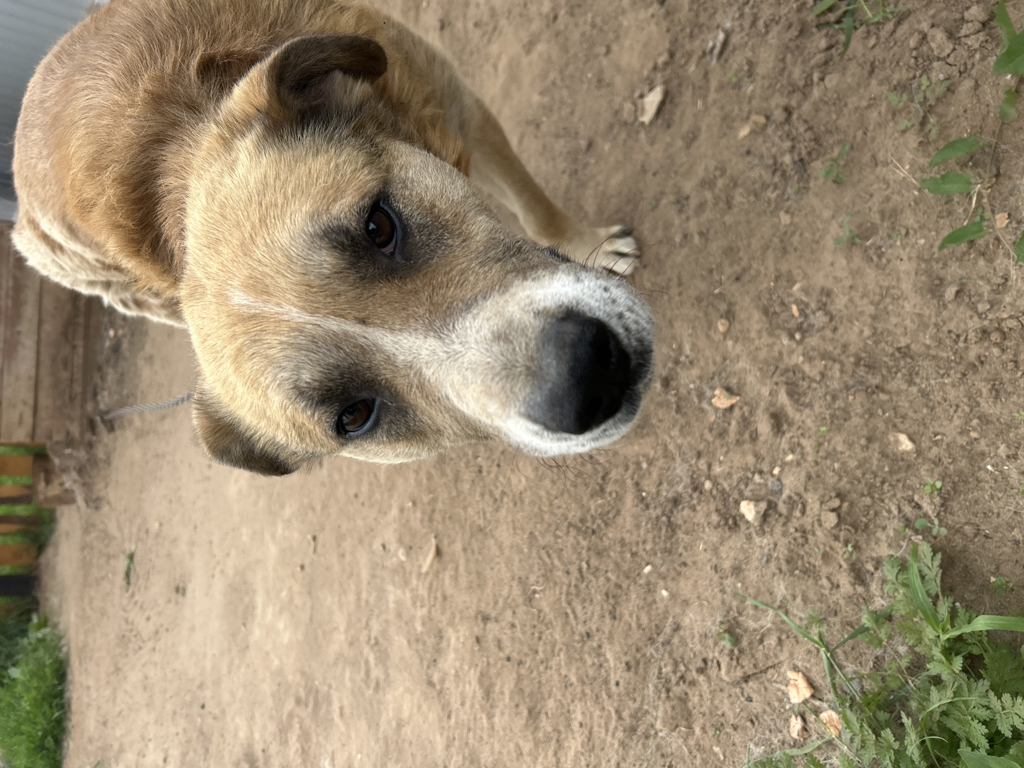 A medium shot captures a brown and white dog looking directly at the camera in a dirt yard. The dog's fur is a mix of light brown and white, with darker brown markings around its eyes and ears. Its wet black nose is prominent, and its dark brown eyes appear alert. The background consists of dry, sandy soil with scattered small stones and patches of green grass. In the upper right corner of the frame, a wooden fence and a glimpse of a wooden structure are visible. The overall scene suggests an outdoor setting, possibly a backyard in Olkhovka, Russia, given the context.