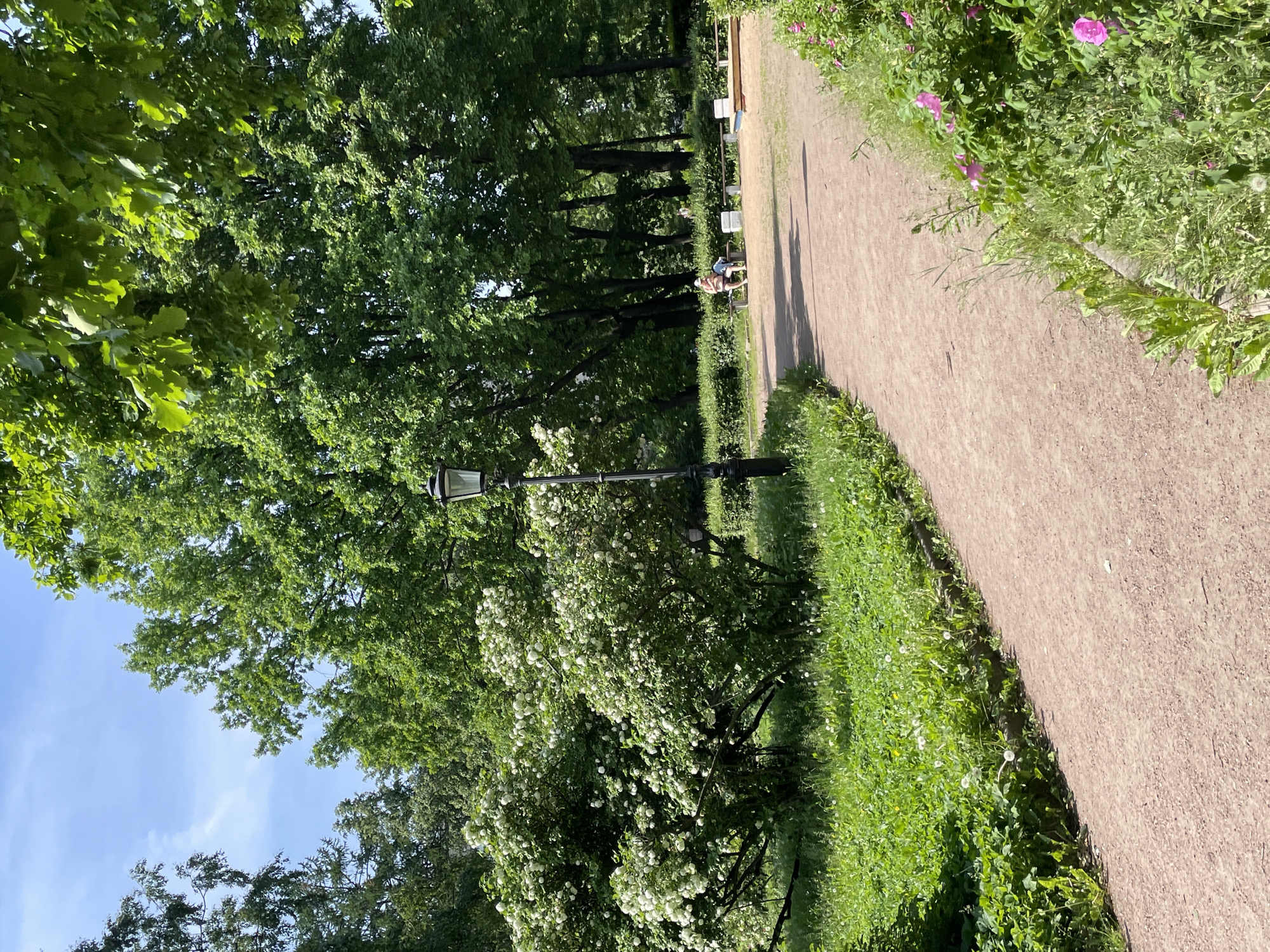 The image depicts a scenic park in Saint Petersburg, Russia, on a bright, sunny day. A winding gravel path leads into the distance, bordered by lush green grass and blooming white bushes on the left, and vibrant pink flowers and more greenery on the right. Towering trees with dense green foliage dominate the background, creating a canopy that filters the sunlight. A black lamppost stands beside the path. In the middle ground, two people are seated on a park bench, facing away from the camera. Other park benches and a sandbox are visible further back. The overall atmosphere is serene and tranquil, suggesting a pleasant day for outdoor recreation in the city.