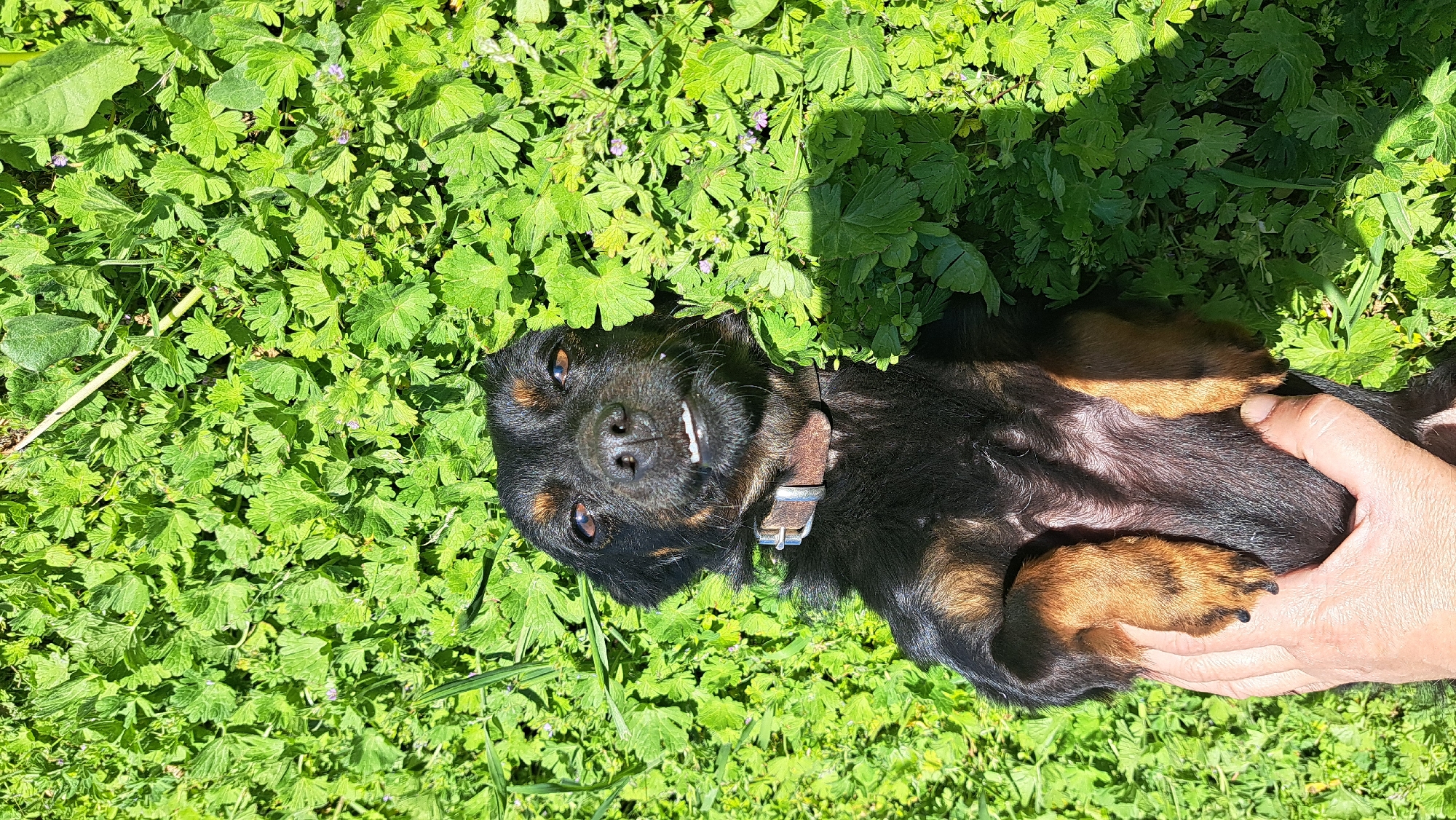 A small black and brown dog lies on its back in a patch of green leafy plants and grass, in an unknown location. A person's hand is holding the dog's paws. The dog has a brown collar with a silver buckle and is looking at the camera with a small gap between its front teeth. The scene appears to be outdoors in daylight.