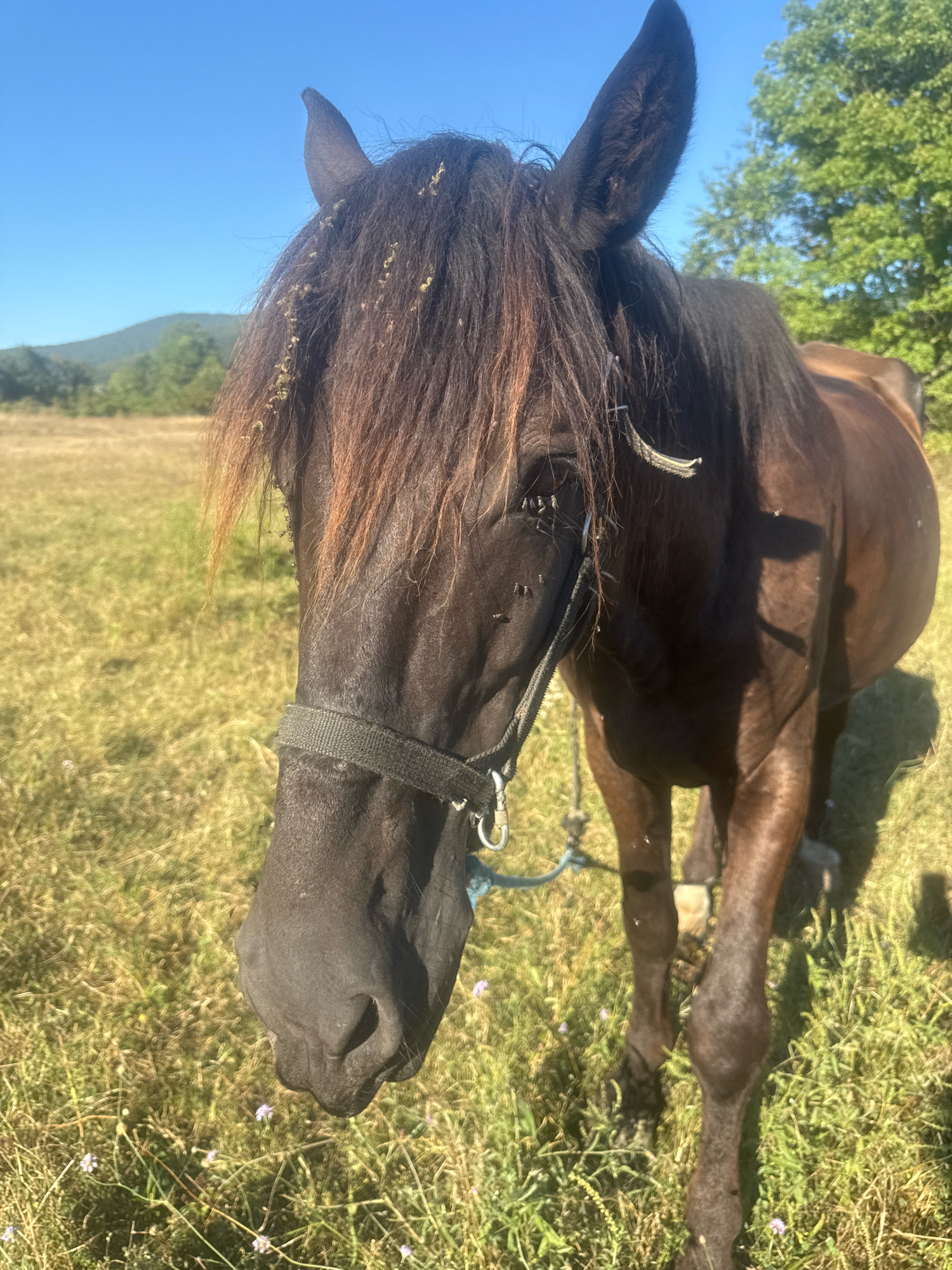 A close-up, eye-level shot captures a dark brown horse standing in a dry, grassy field under a bright blue sky. The horse's head is turned slightly towards the viewer, with its mane, partially obscured by bits of hay, falling over its face. A dark halter with a blue rope is visible around its muzzle. In the background, green trees and rolling hills are visible under the clear sky. The overall impression is of a peaceful, natural setting.