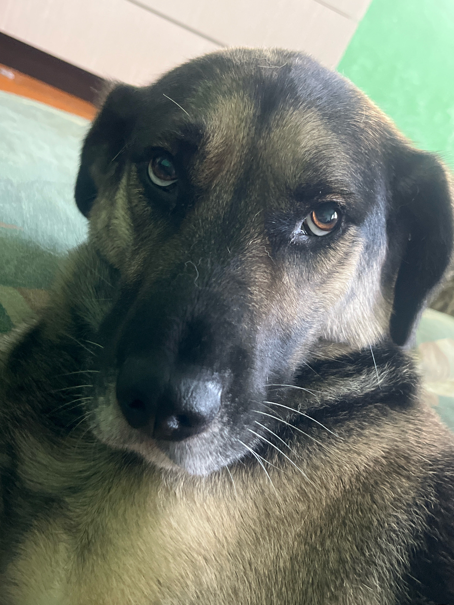 The image is a close-up portrait of a dog's face. The dog has dark fur with lighter brown and tan markings around its muzzle and eyes. Its ears are partially visible and droop downwards. The dog's eyes are open and looking directly at the camera with a calm expression. The background is blurred and appears to be an indoor setting, possibly a couch or blanket with a green wall or surface behind. There is no identifiable information to suggest this image is located in Nizhny Tagil, Russia, or any specific city.